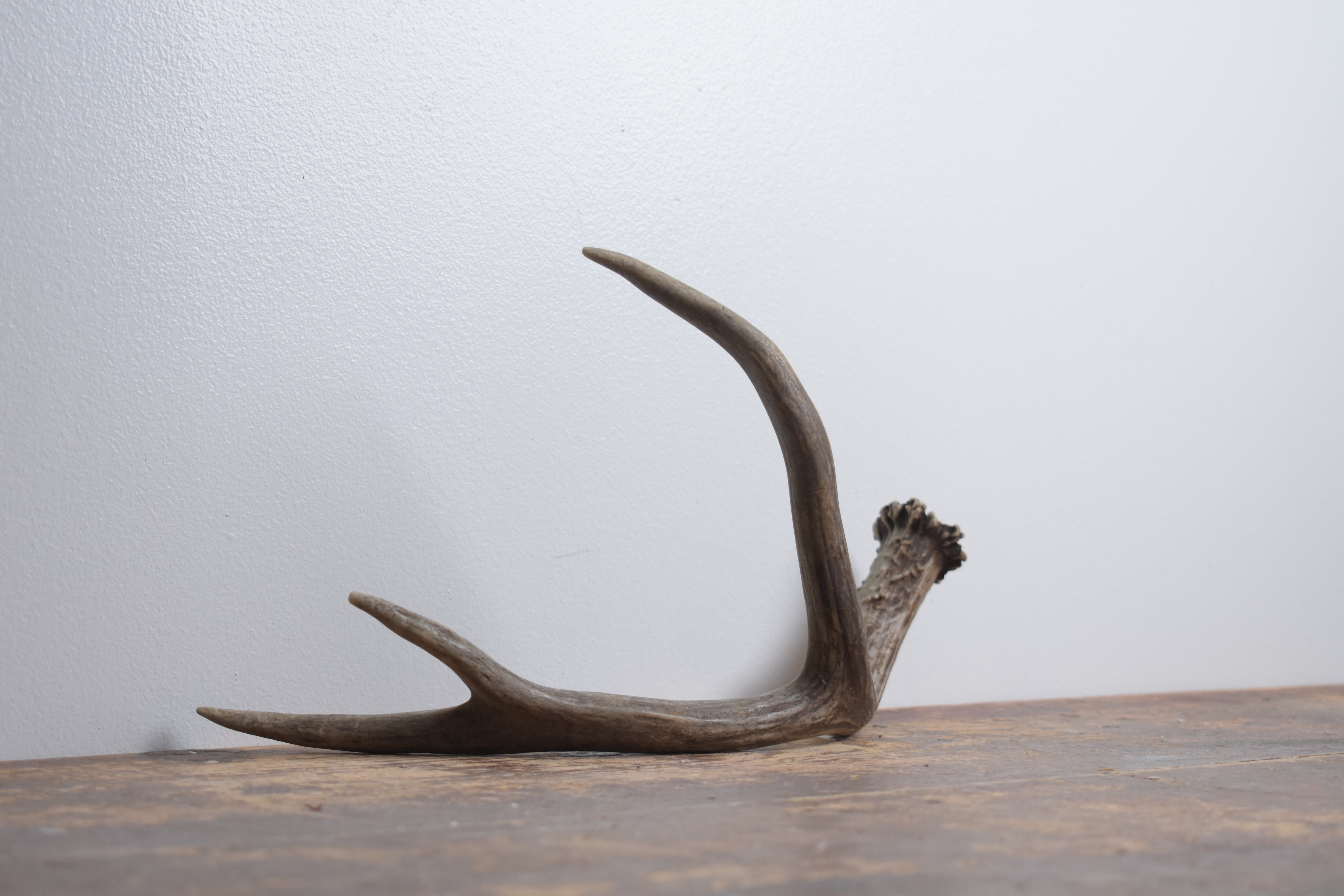 Mule Deer Antler | Medium Size | 59