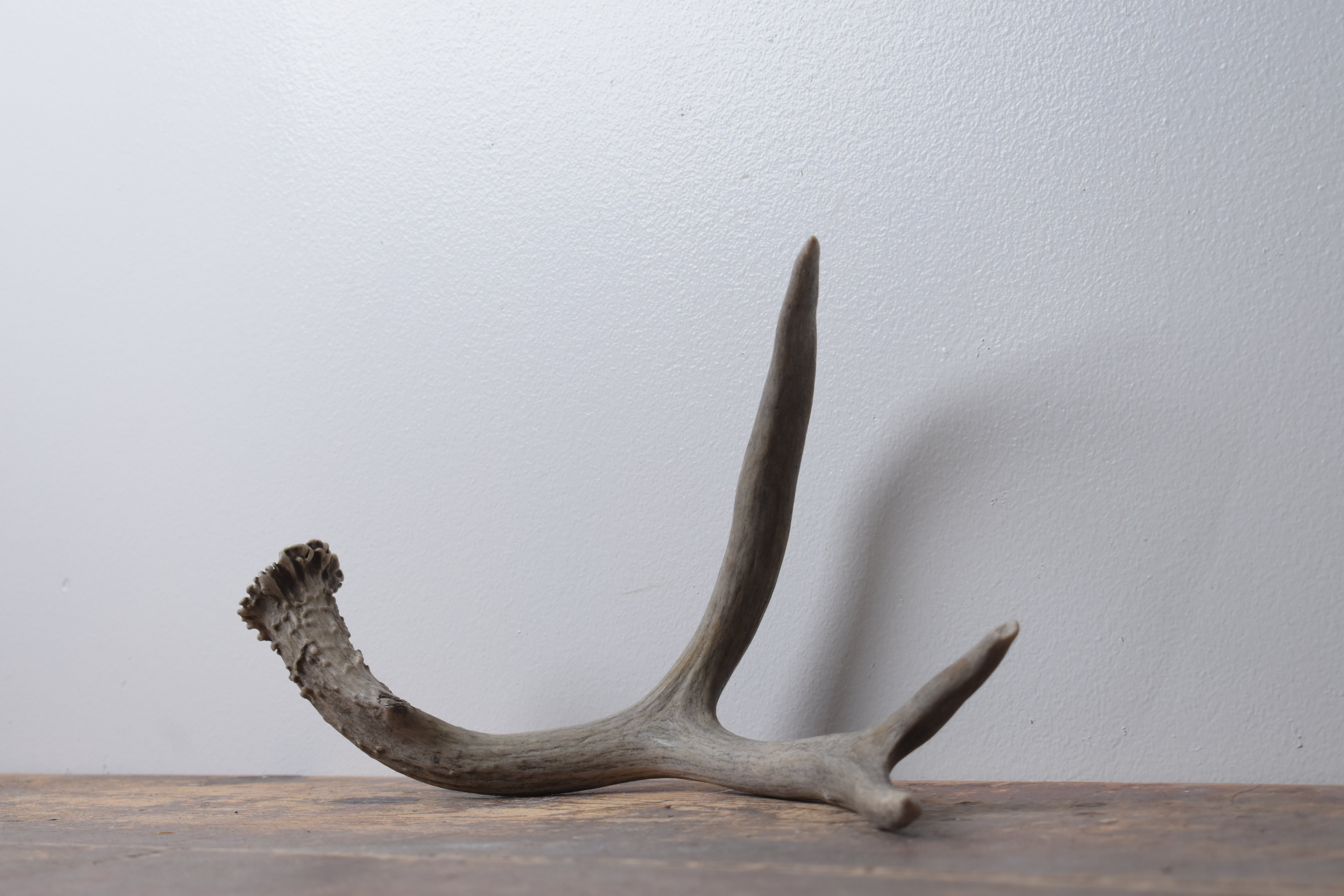 Mule Deer Antler | Medium Size | 59