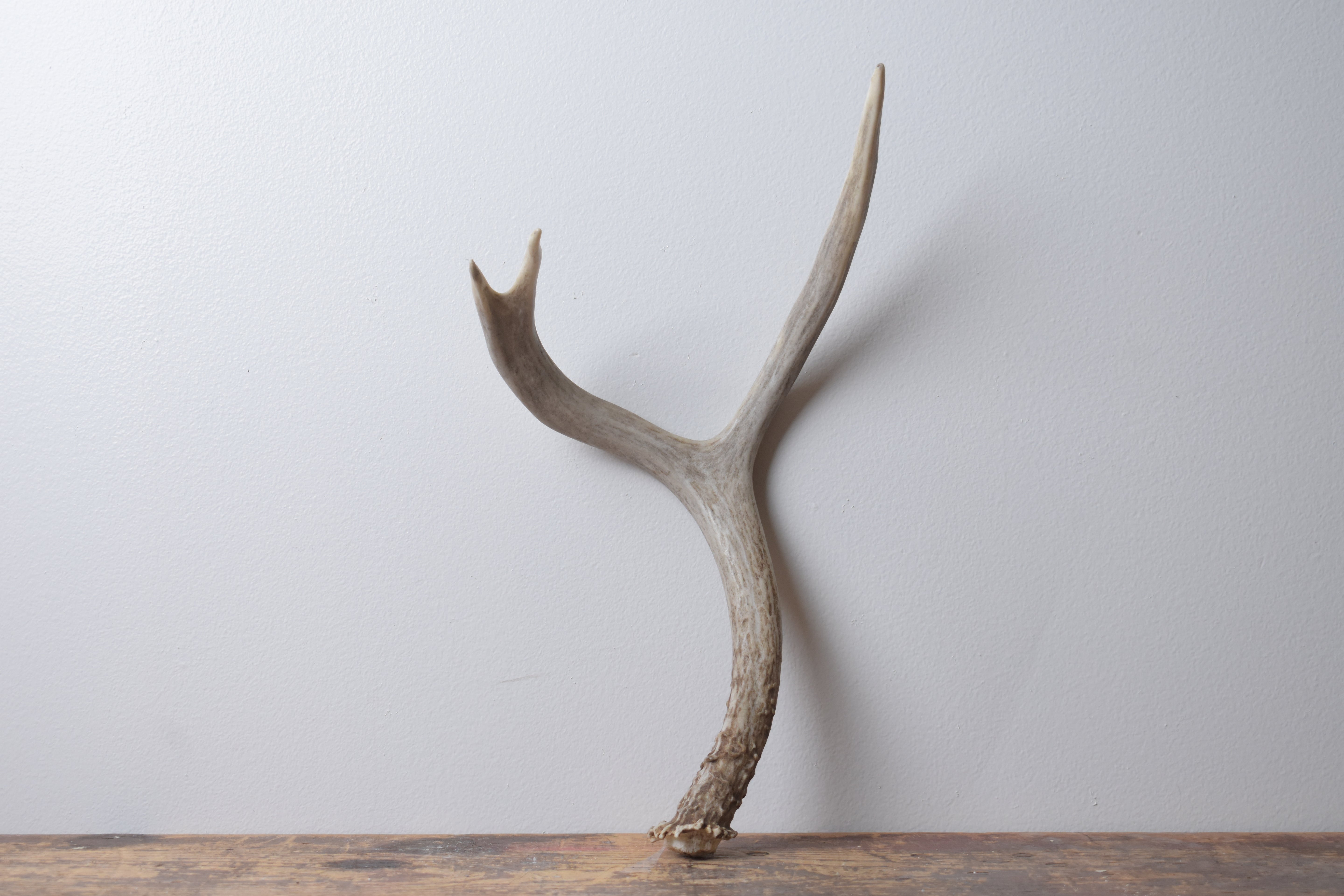Mule Deer Antler | Medium Size | 62