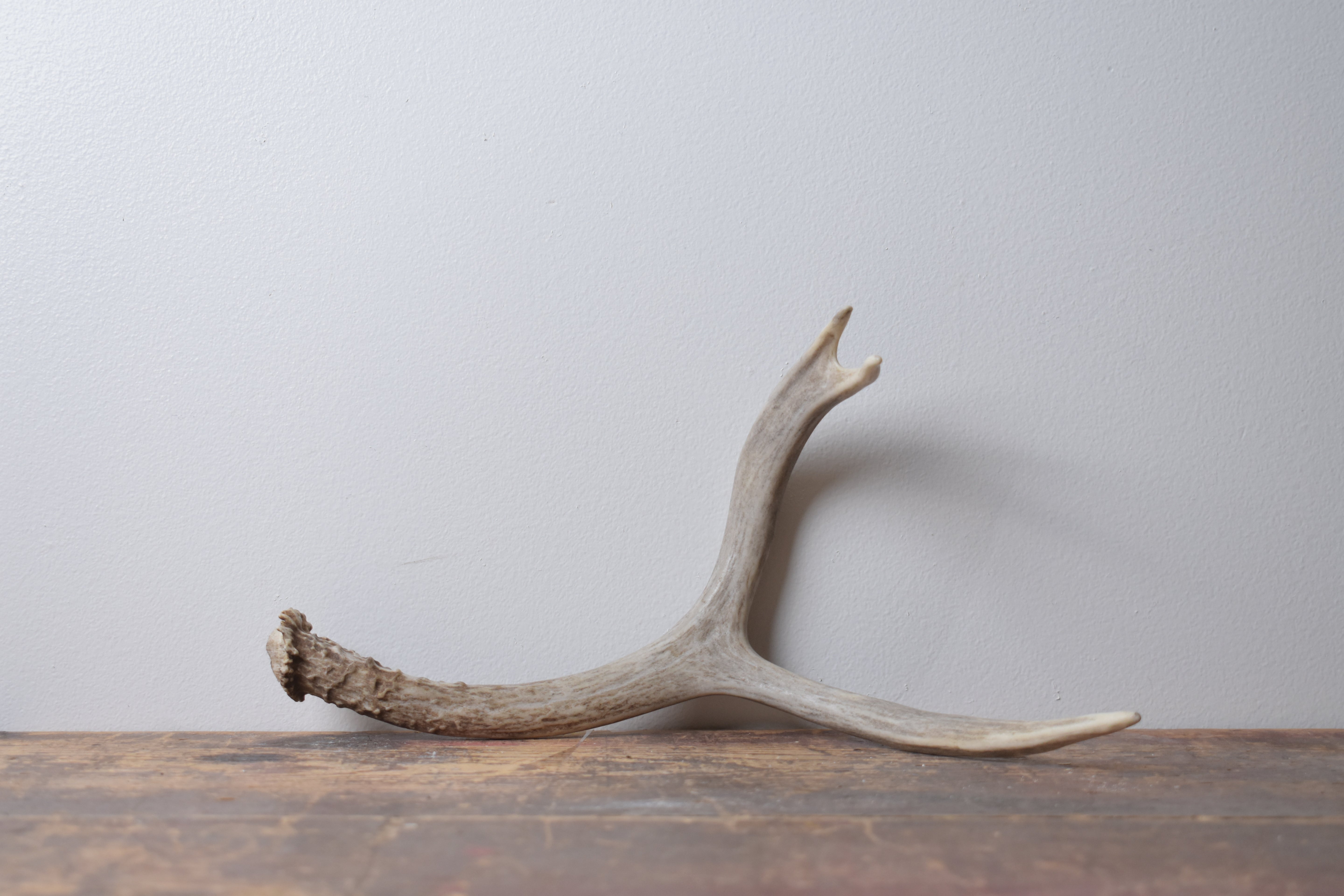 Mule Deer Antler | Medium Size | 62