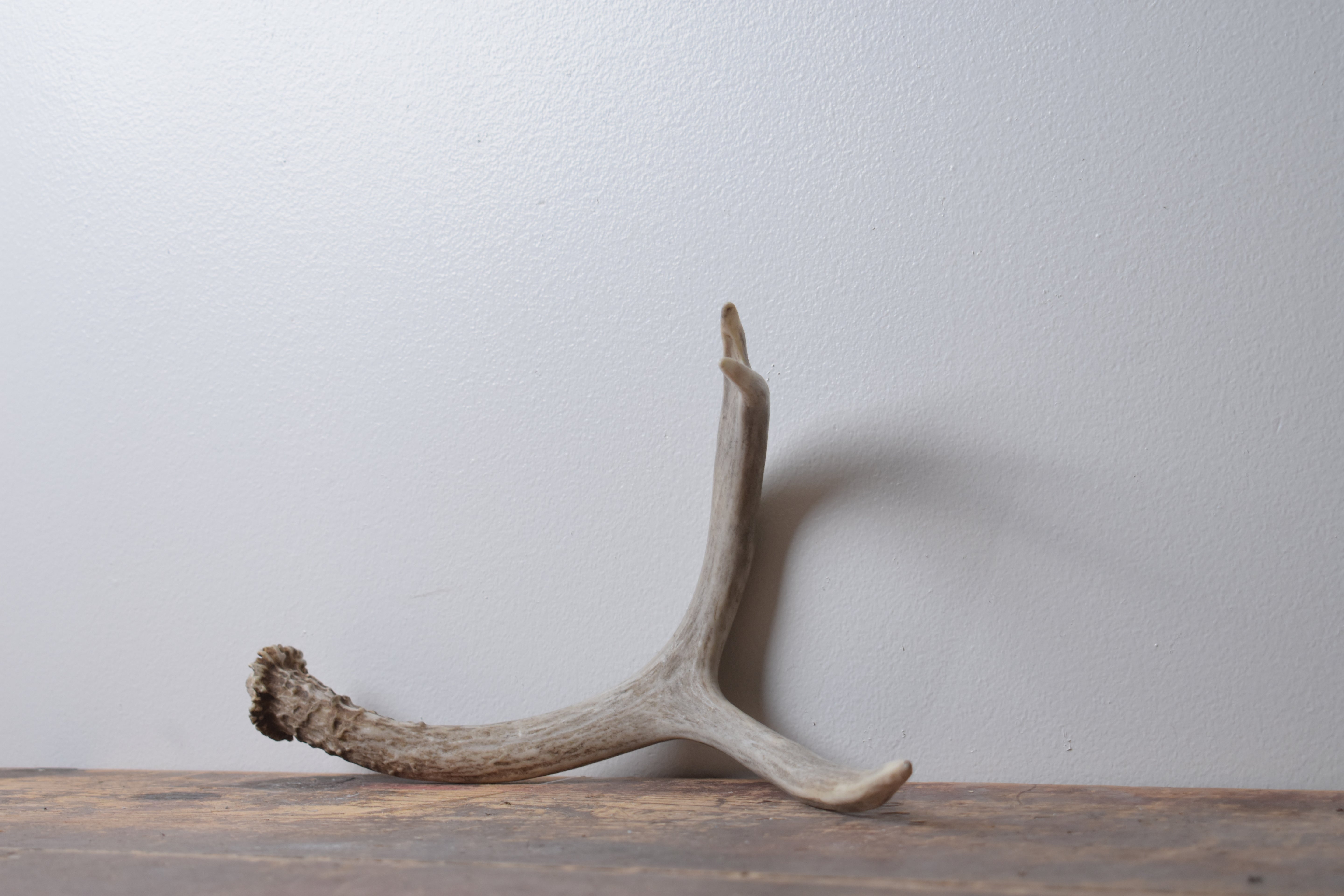 Mule Deer Antler | Medium Size | 62