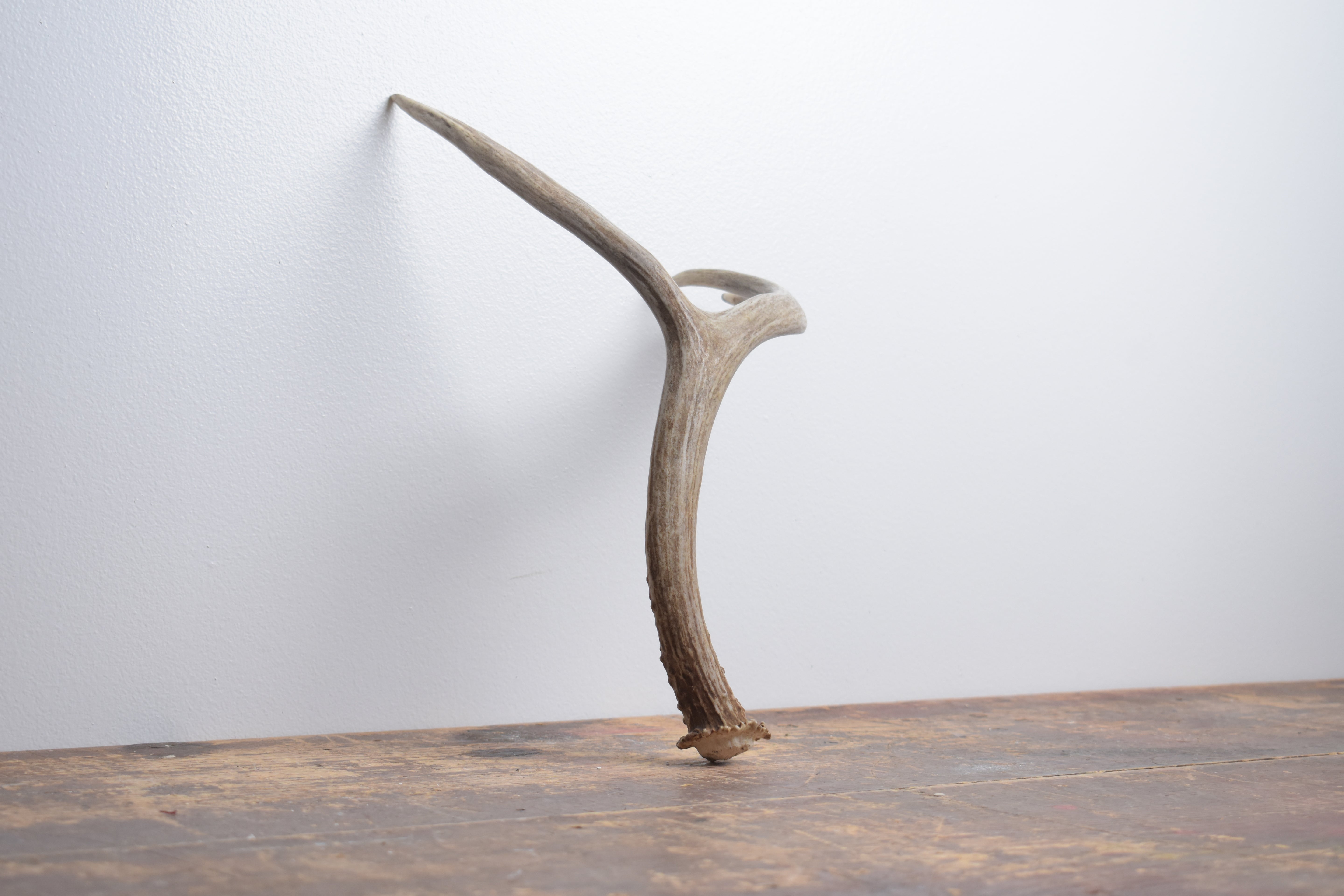 Mule Deer Antler | Medium Size | 62