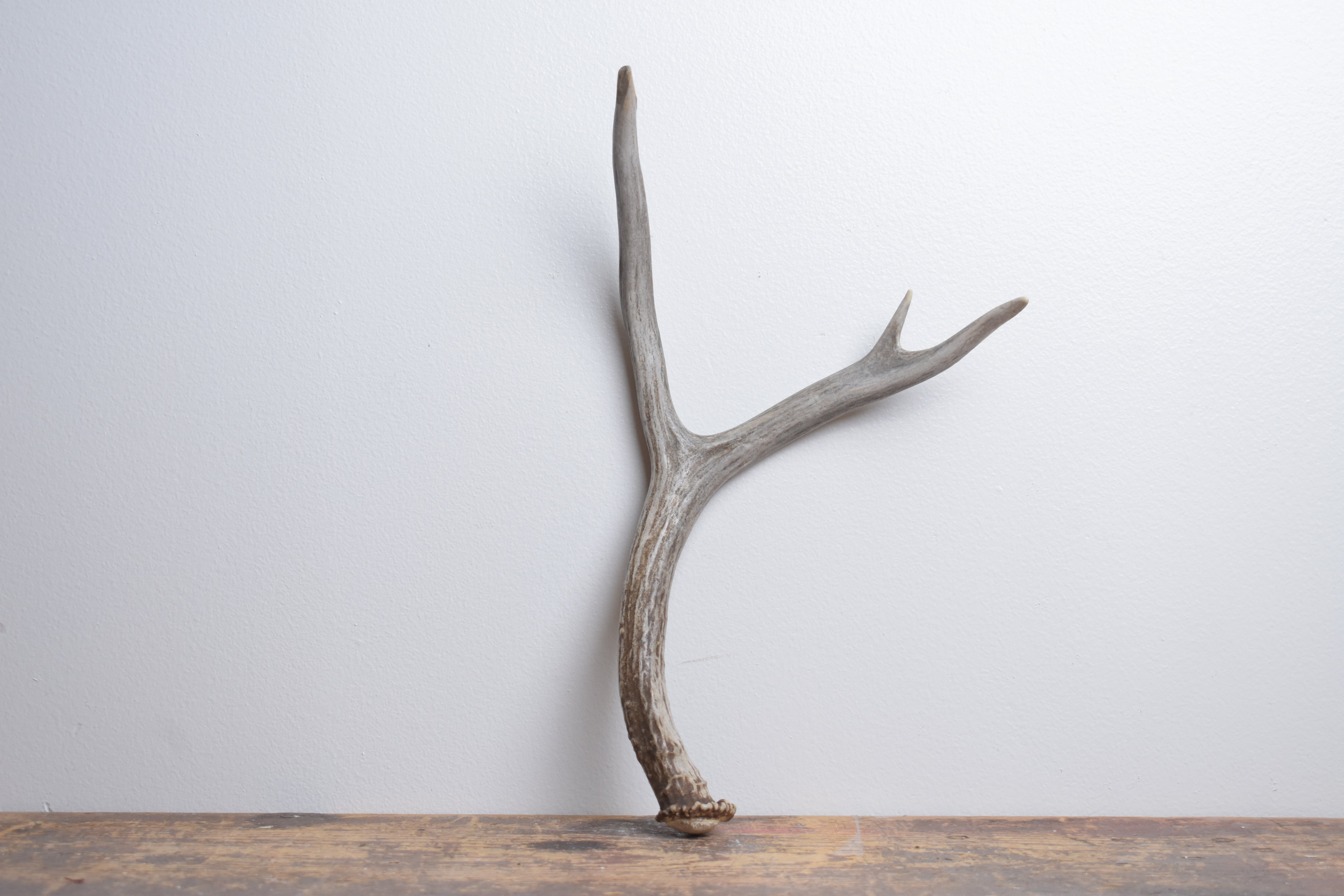 Mule Deer Antler | Medium Size | 60