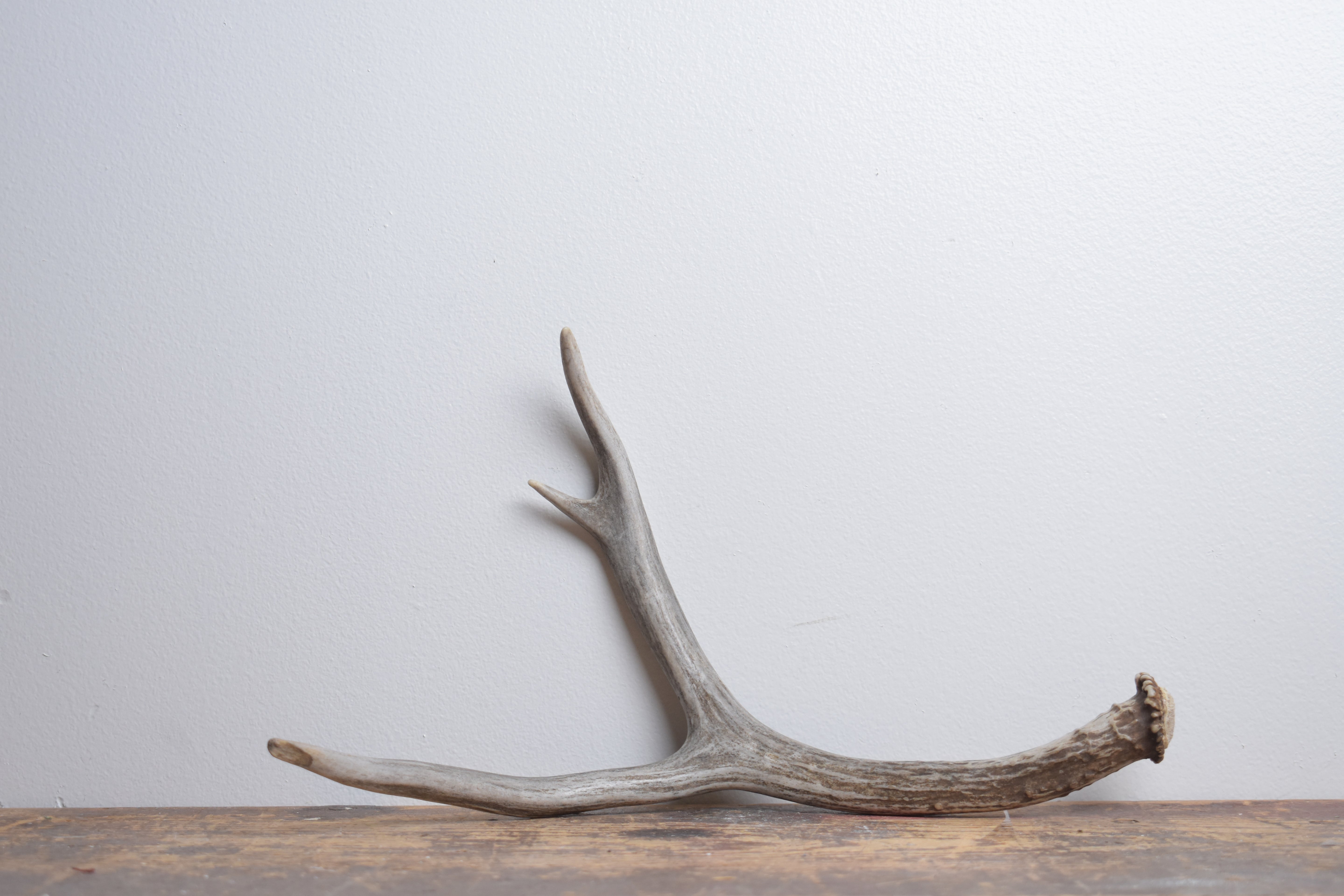 Mule Deer Antler | Medium Size | 60