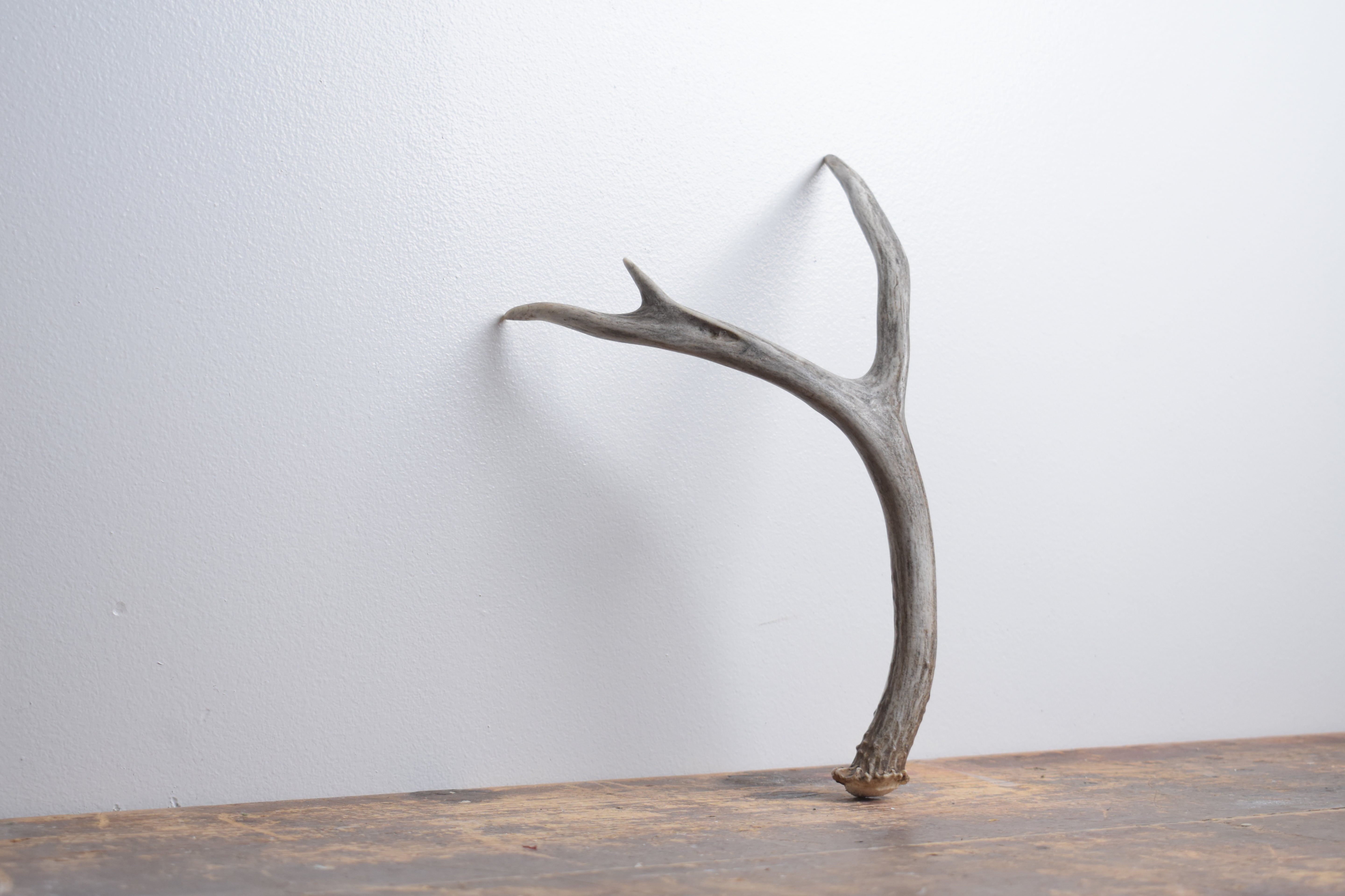 Mule Deer Antler | Medium Size | 60