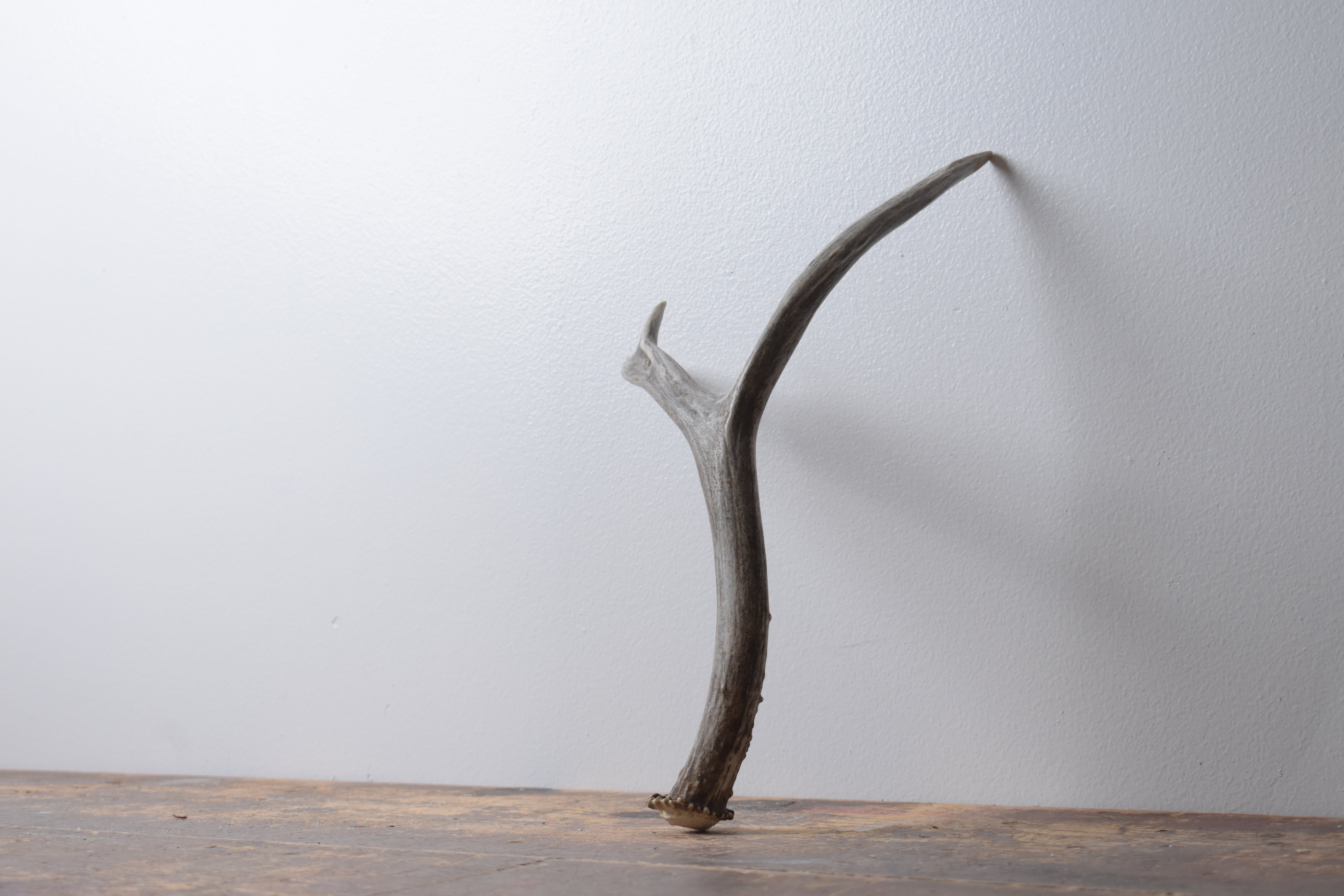 Mule Deer Antler | Medium Size | 60