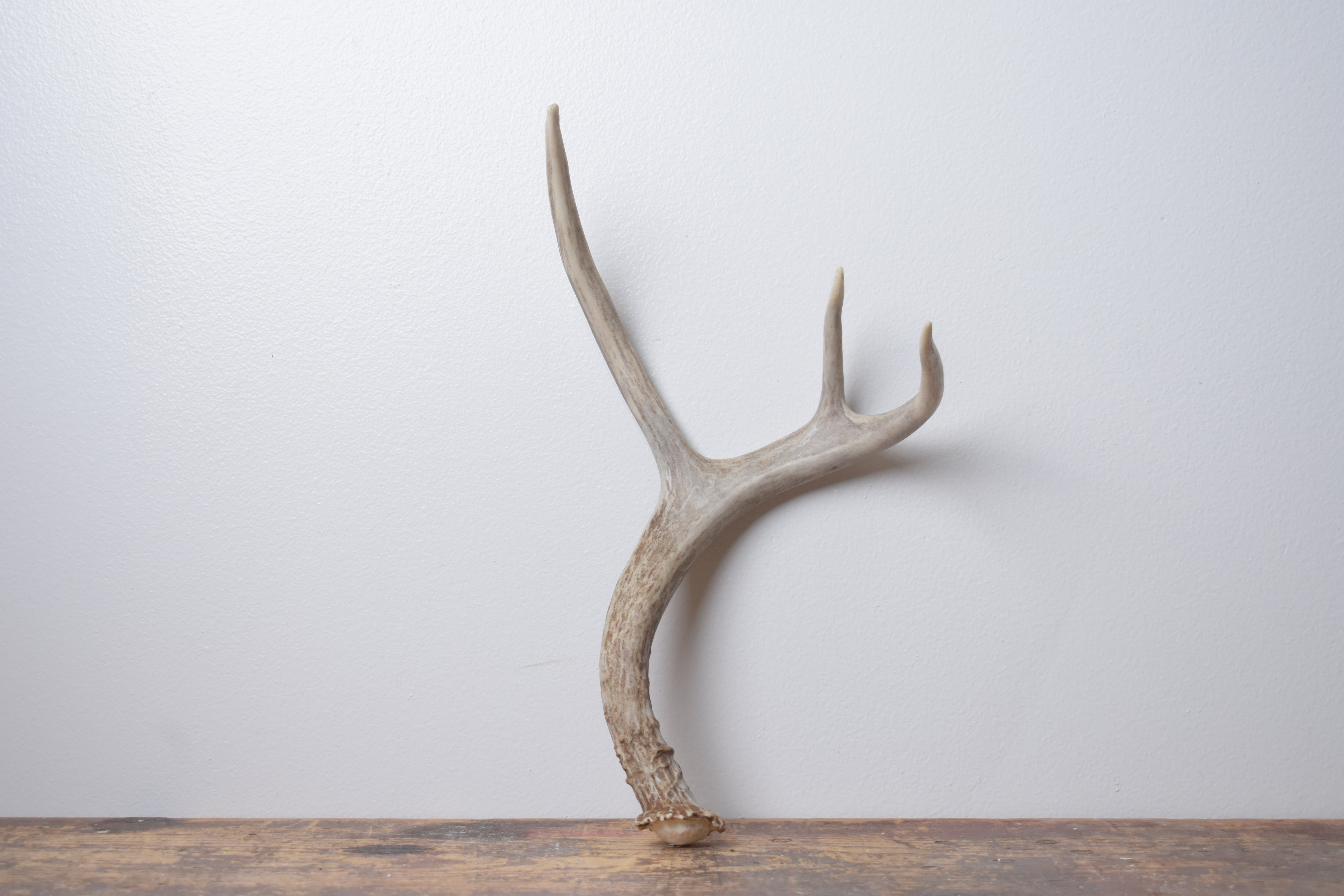 Mule Deer Antler | Small Size | 61