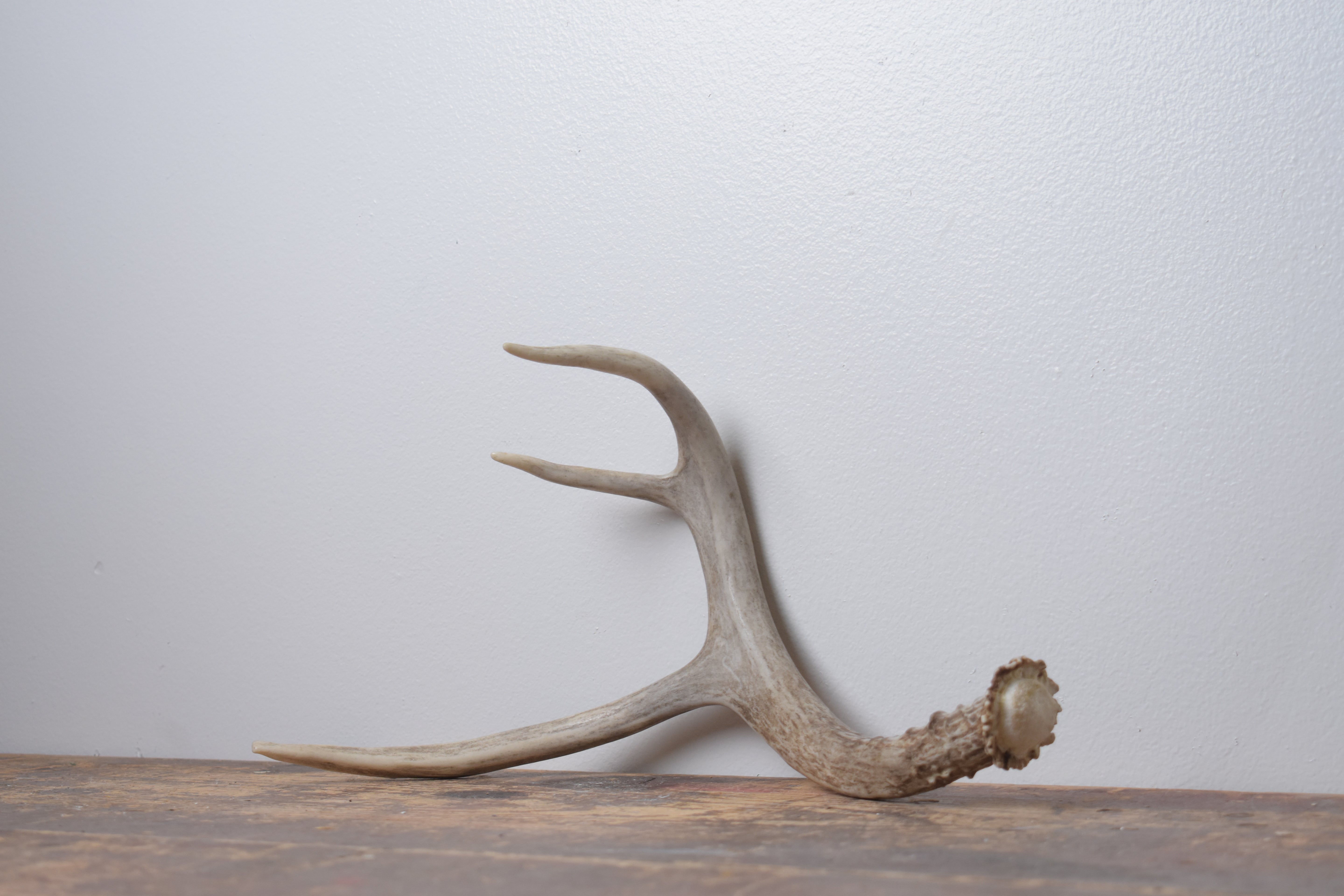 Mule Deer Antler | Small Size | 61