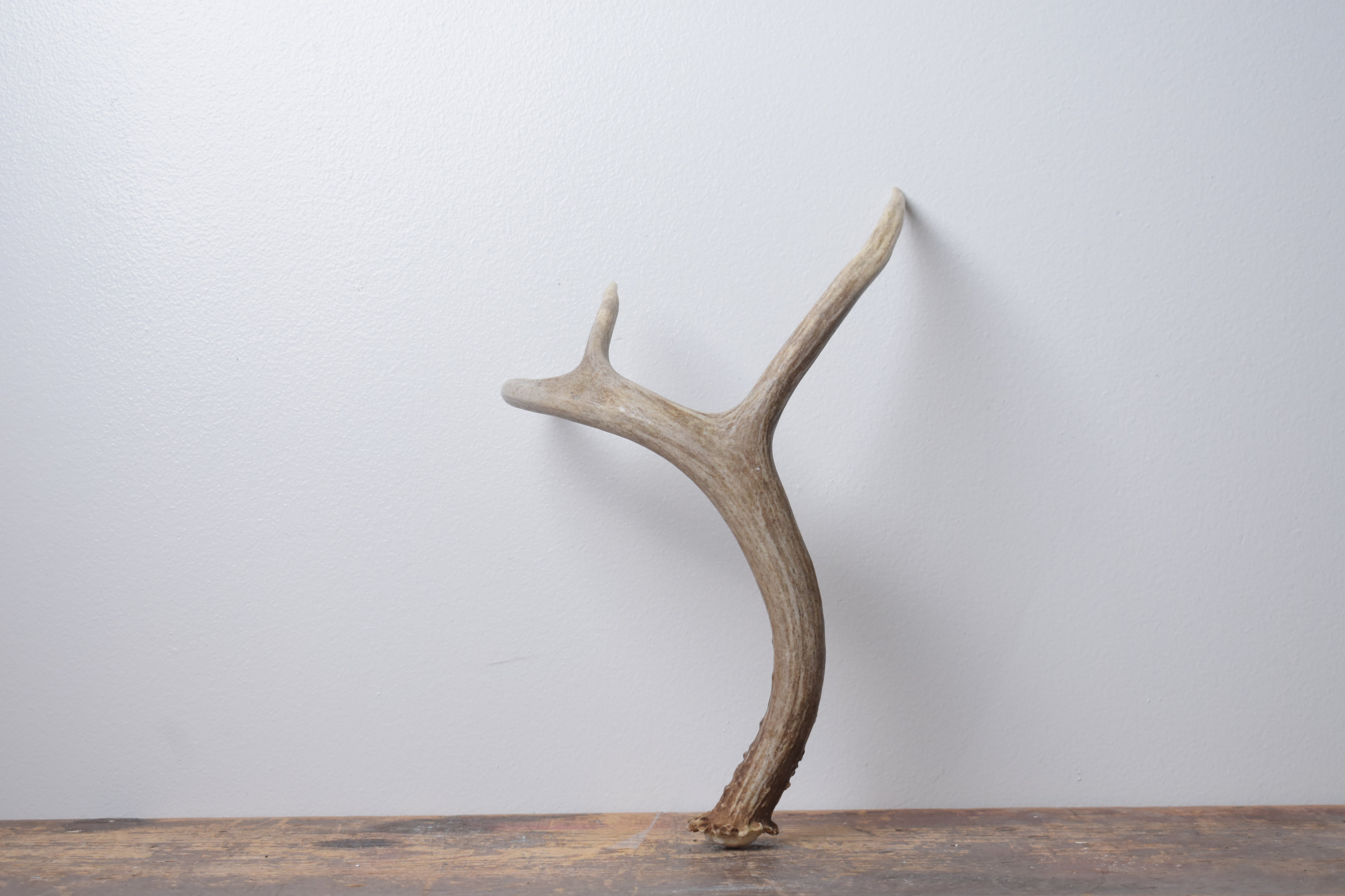 Mule Deer Antler | Small Size | 61