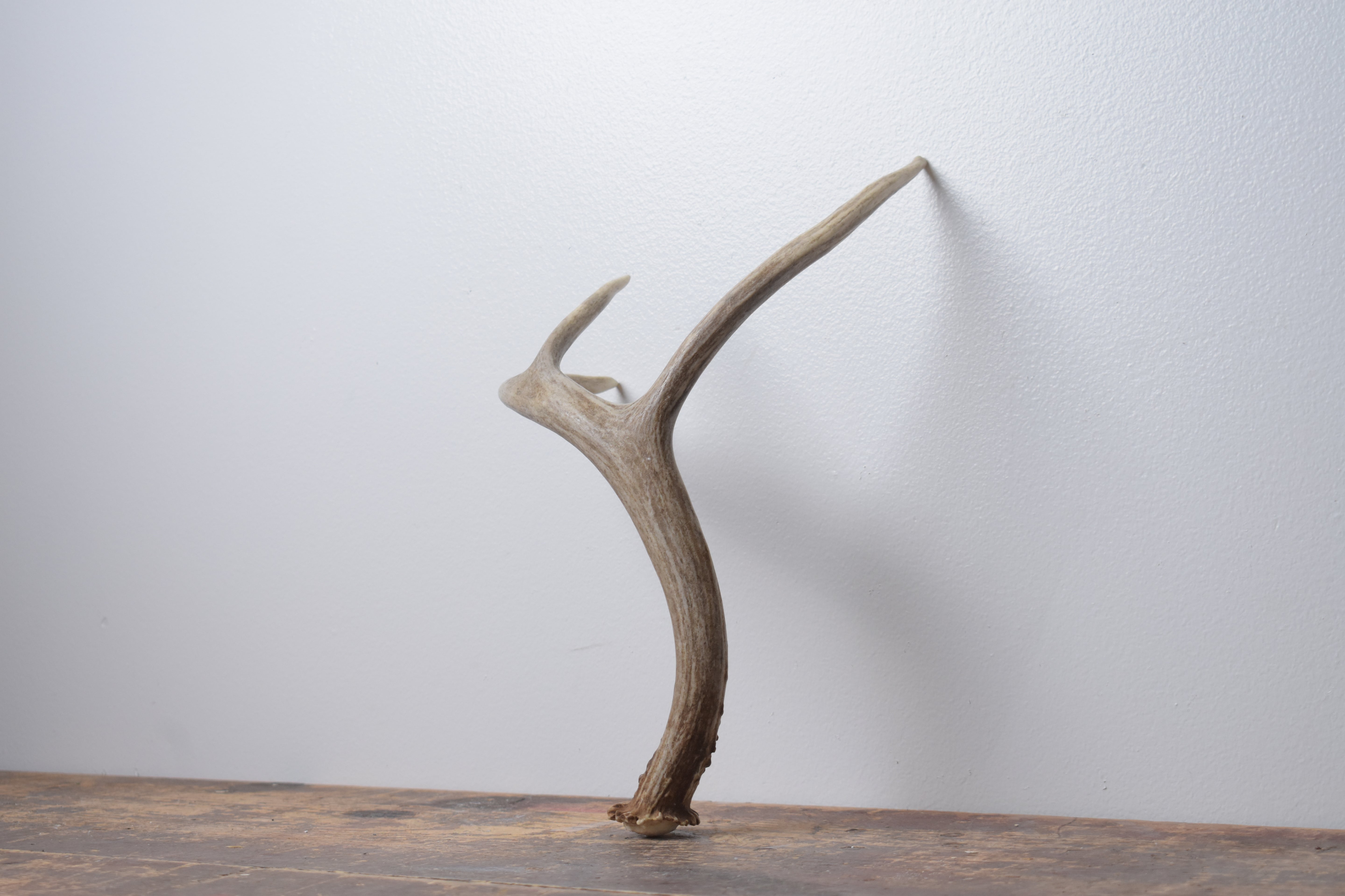 Mule Deer Antler | Small Size | 61
