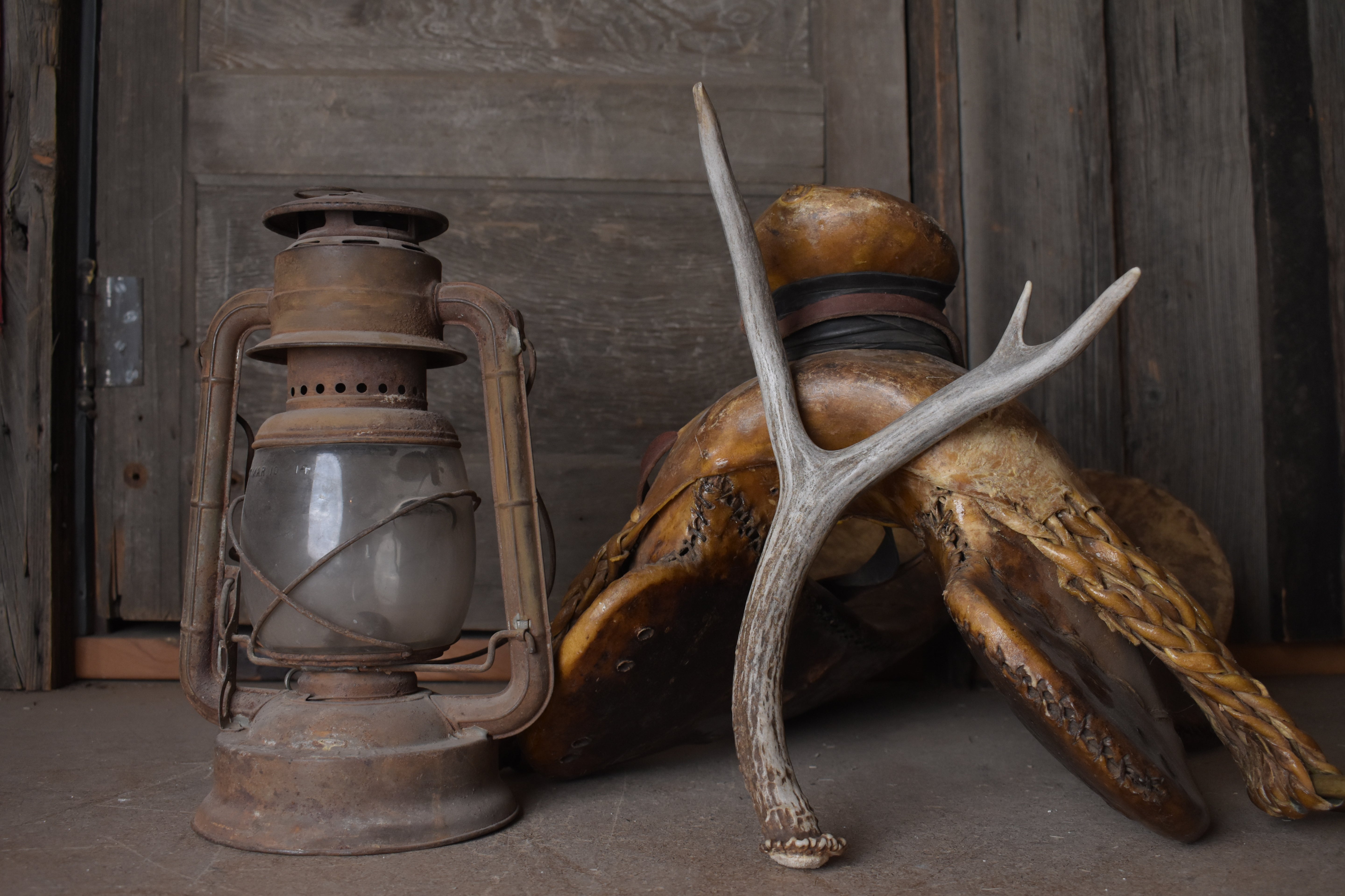 Mule Deer Antler | Medium Size | 60