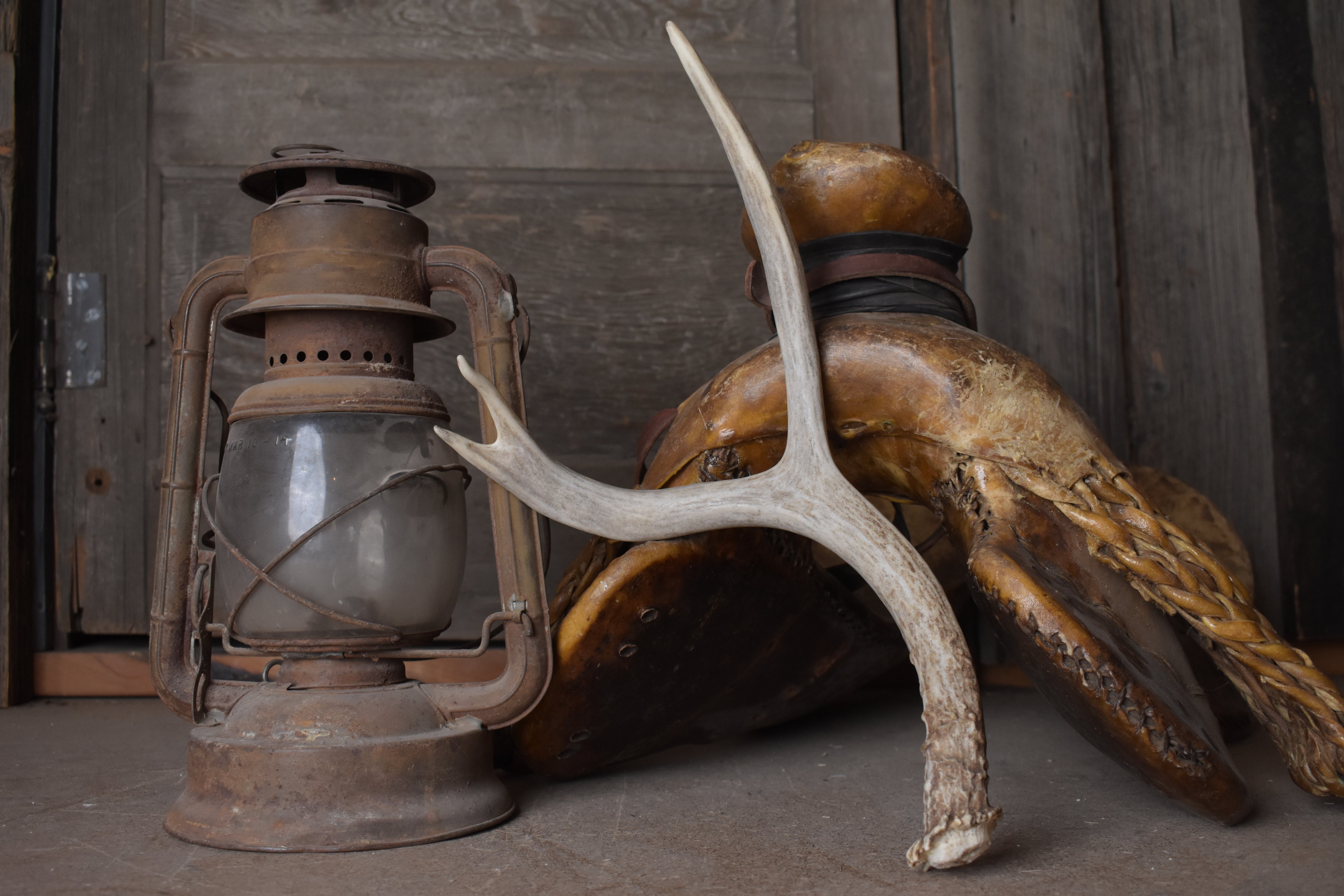 Mule Deer Antler | Medium Size | 62