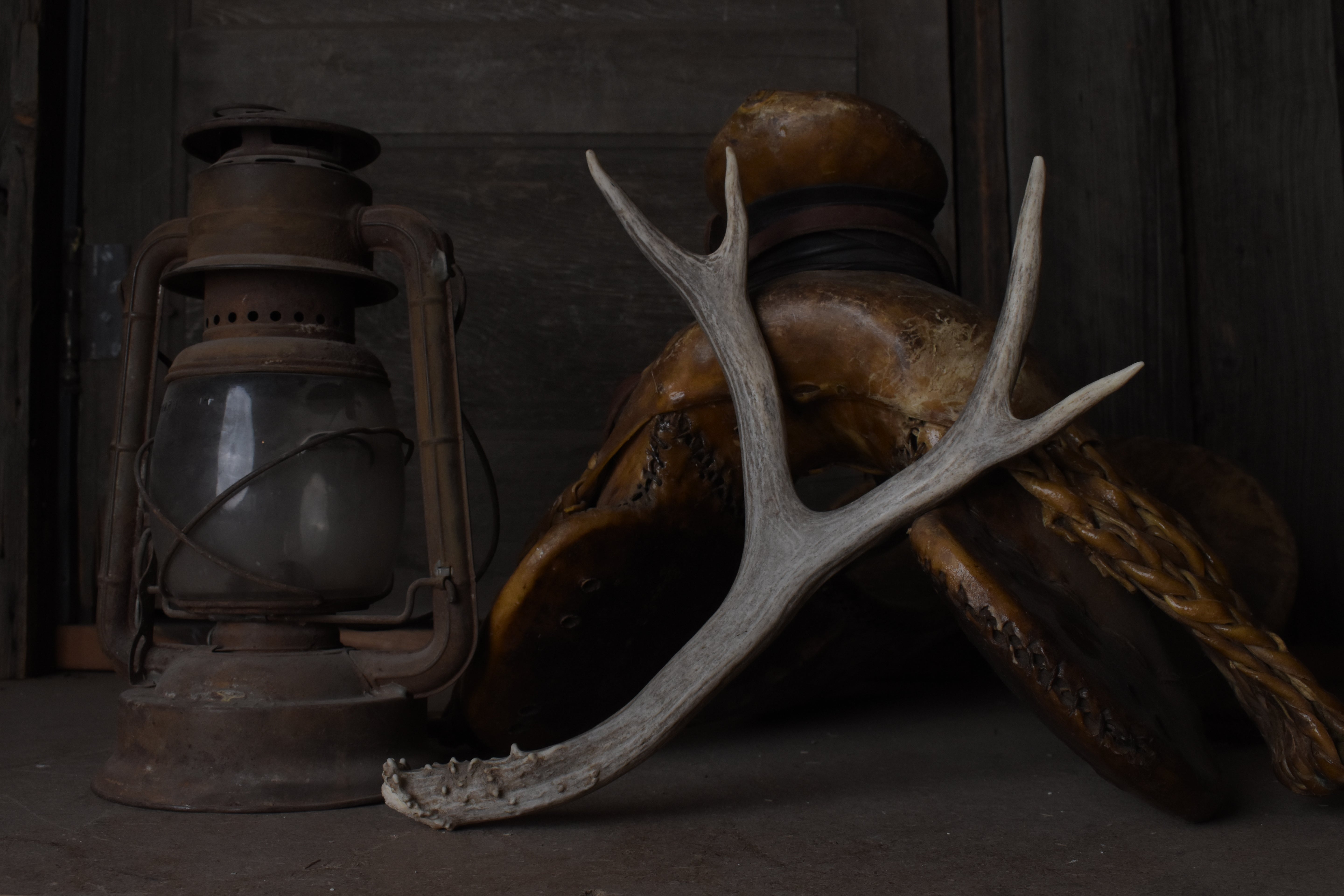 Mule Deer Antler | Medium Size | 58