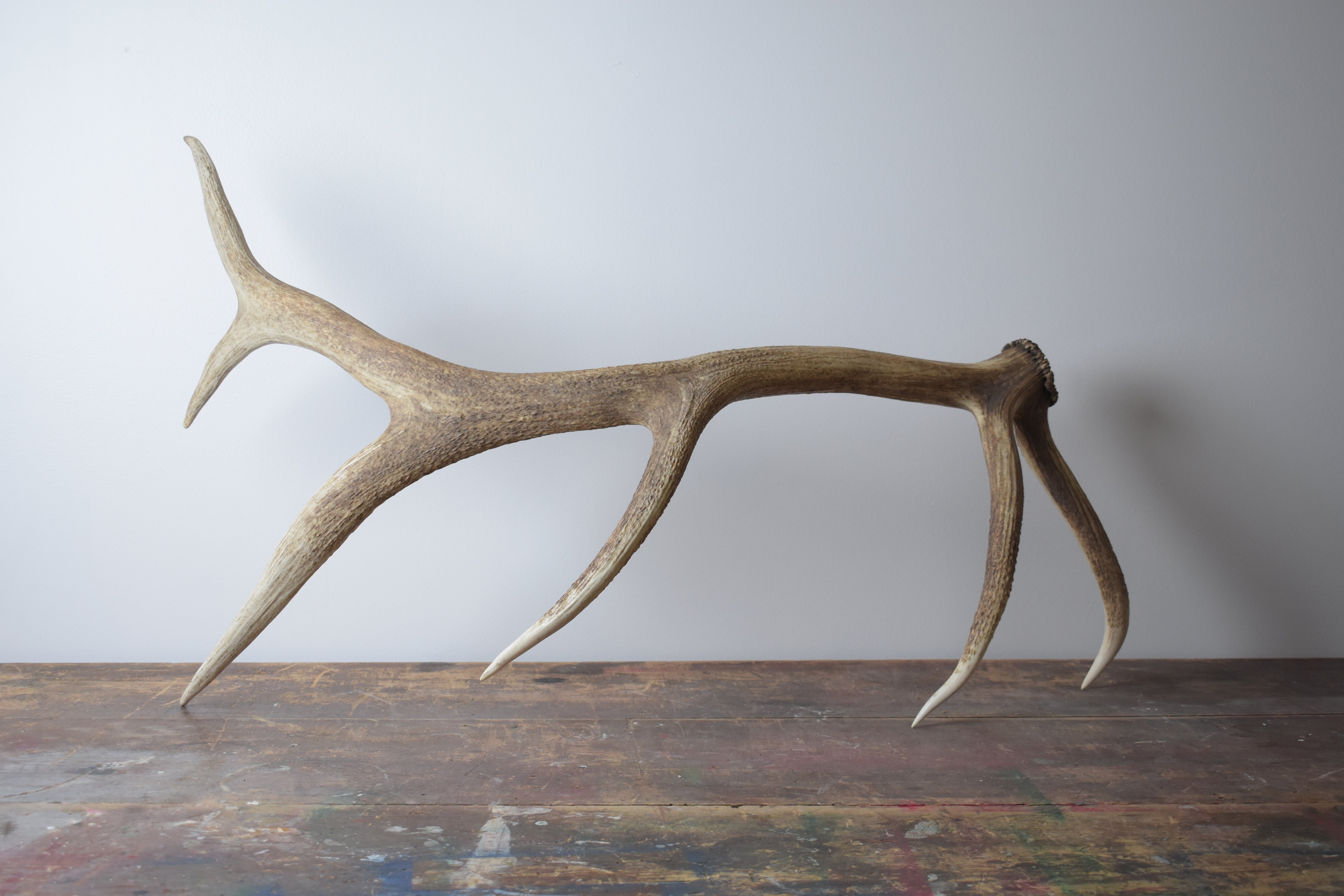 Elk Antler | 23 | SOLD OUT