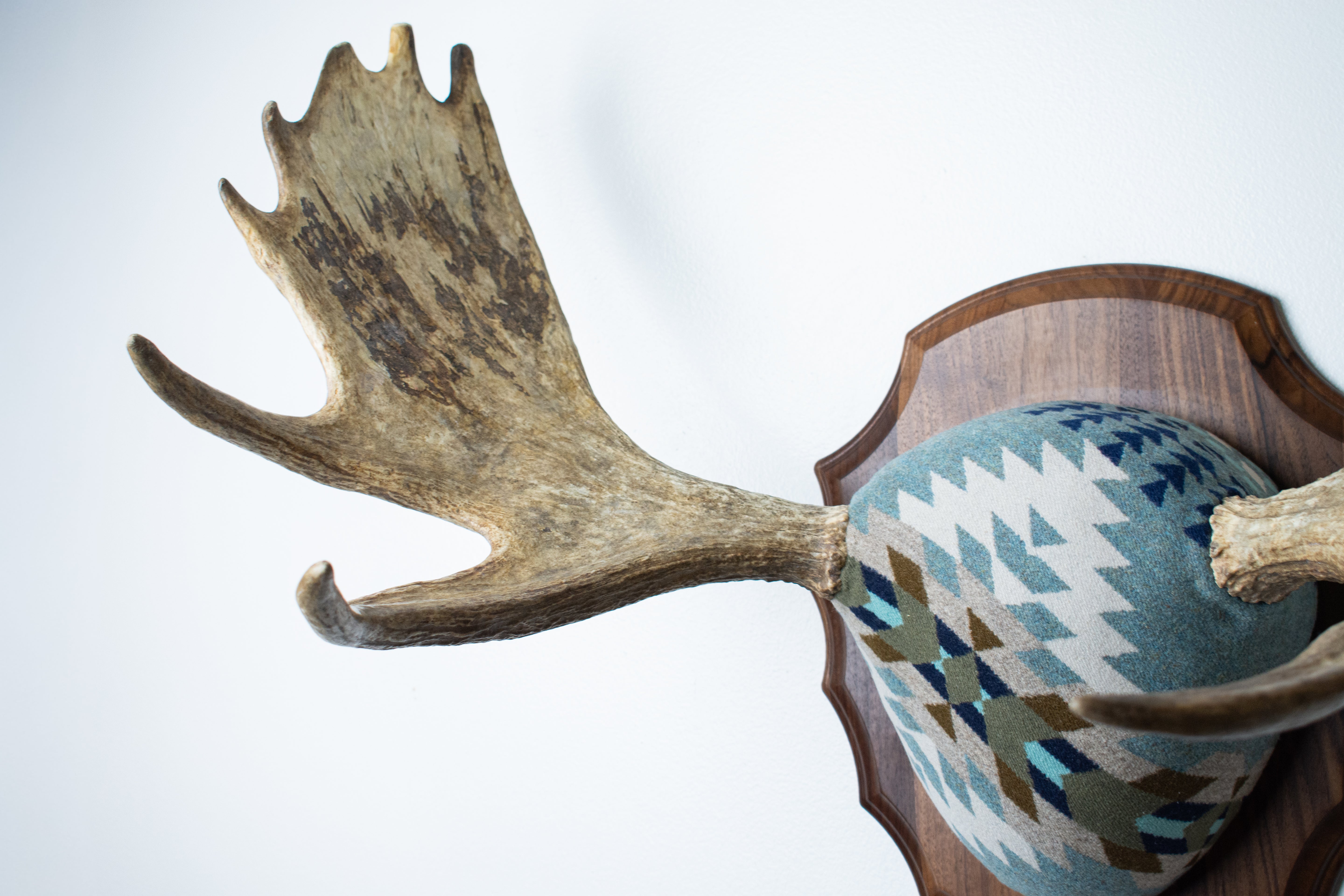Moose Antler Mount | Stone | 10