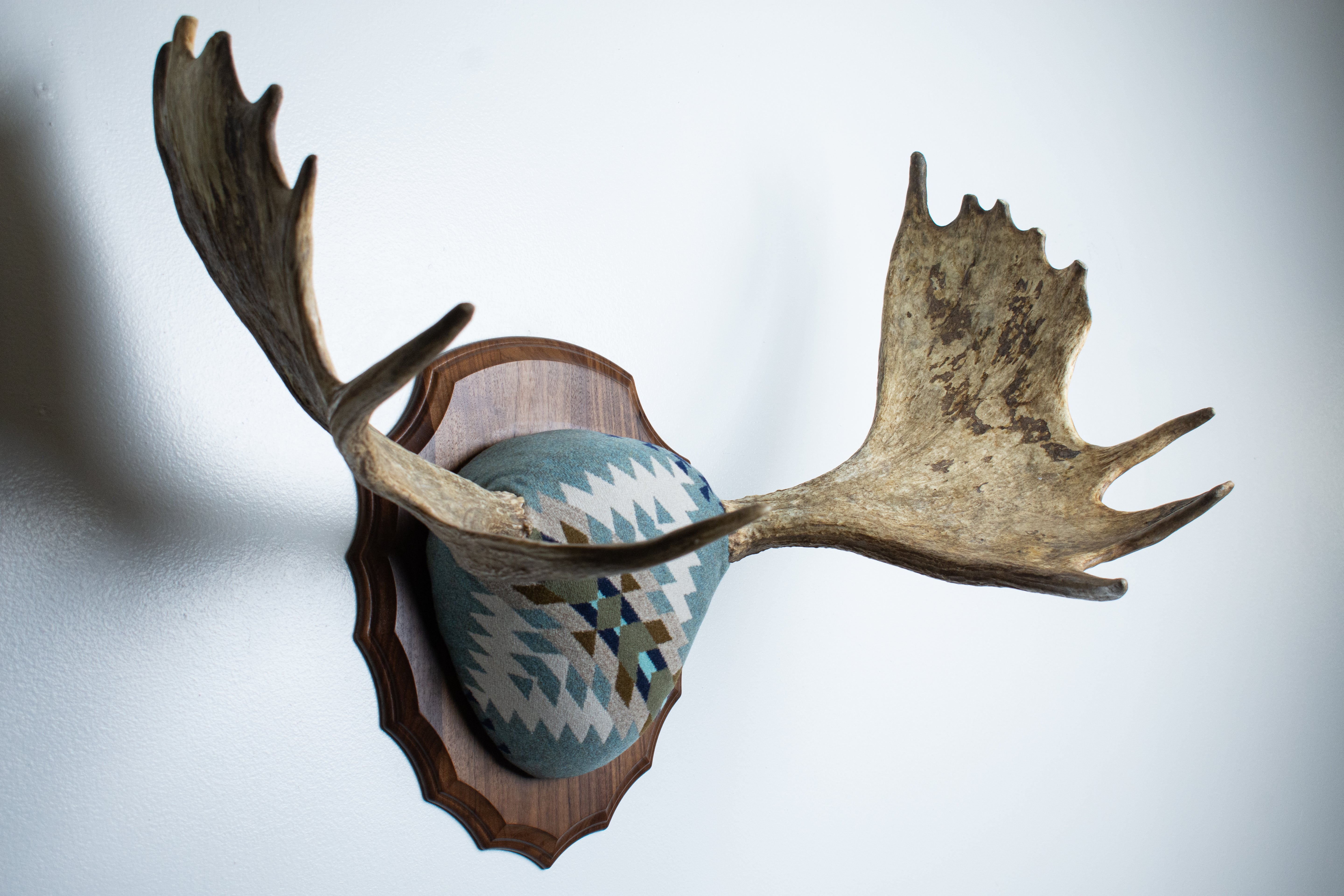 Moose Antler Mount | Stone | 10