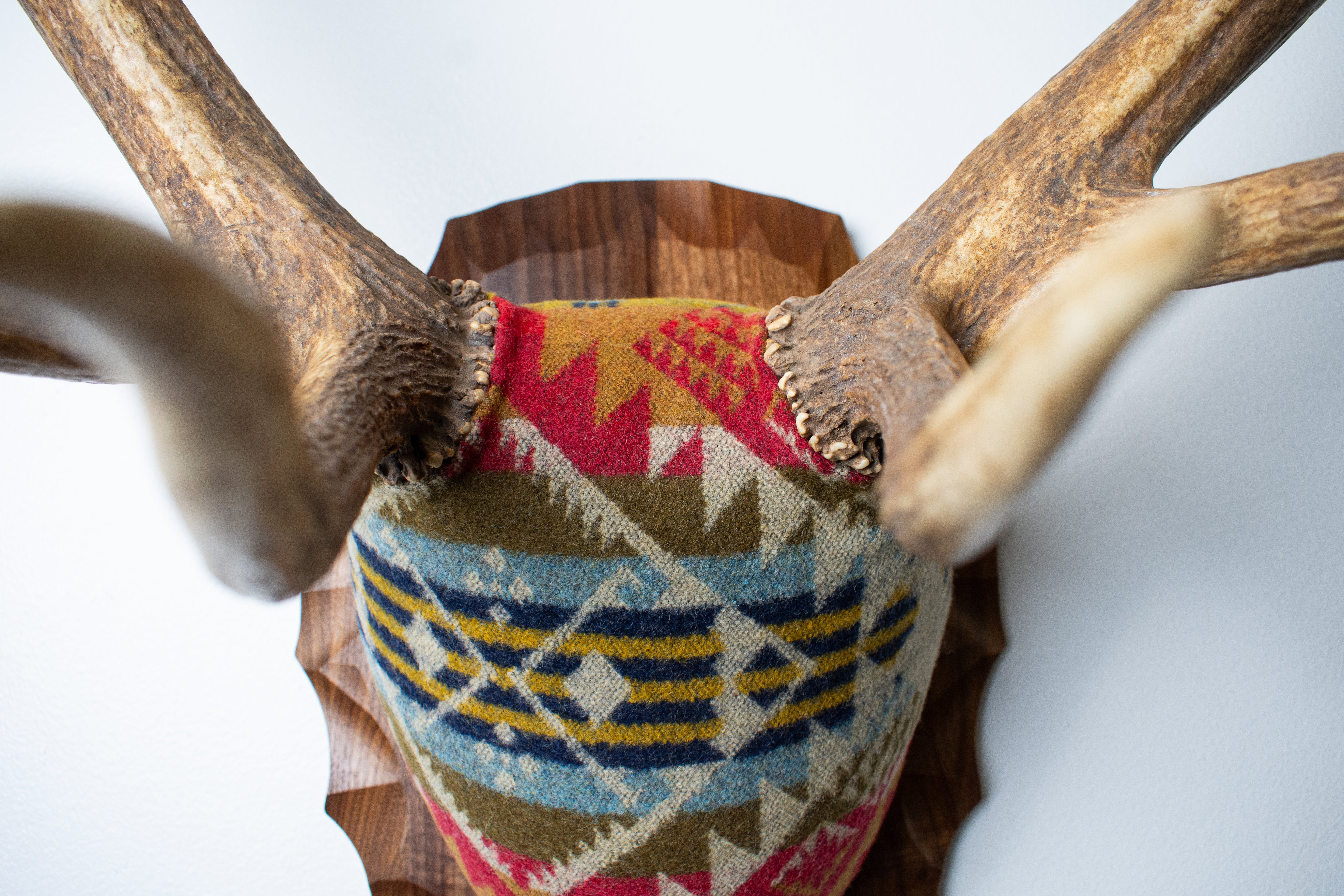 Elk Antler Mount | Canyon | 09