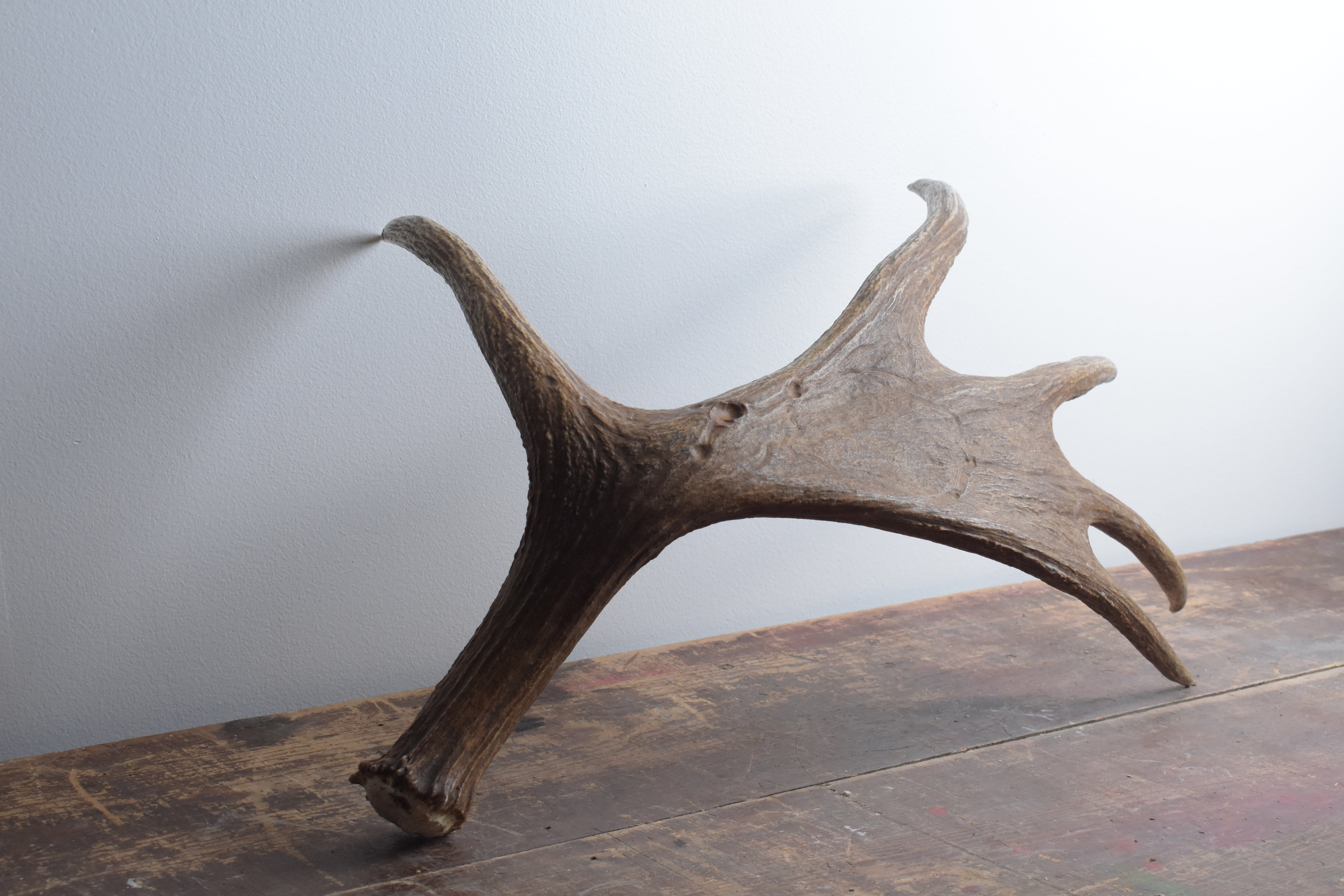 Moose Antler | Small Size | 01