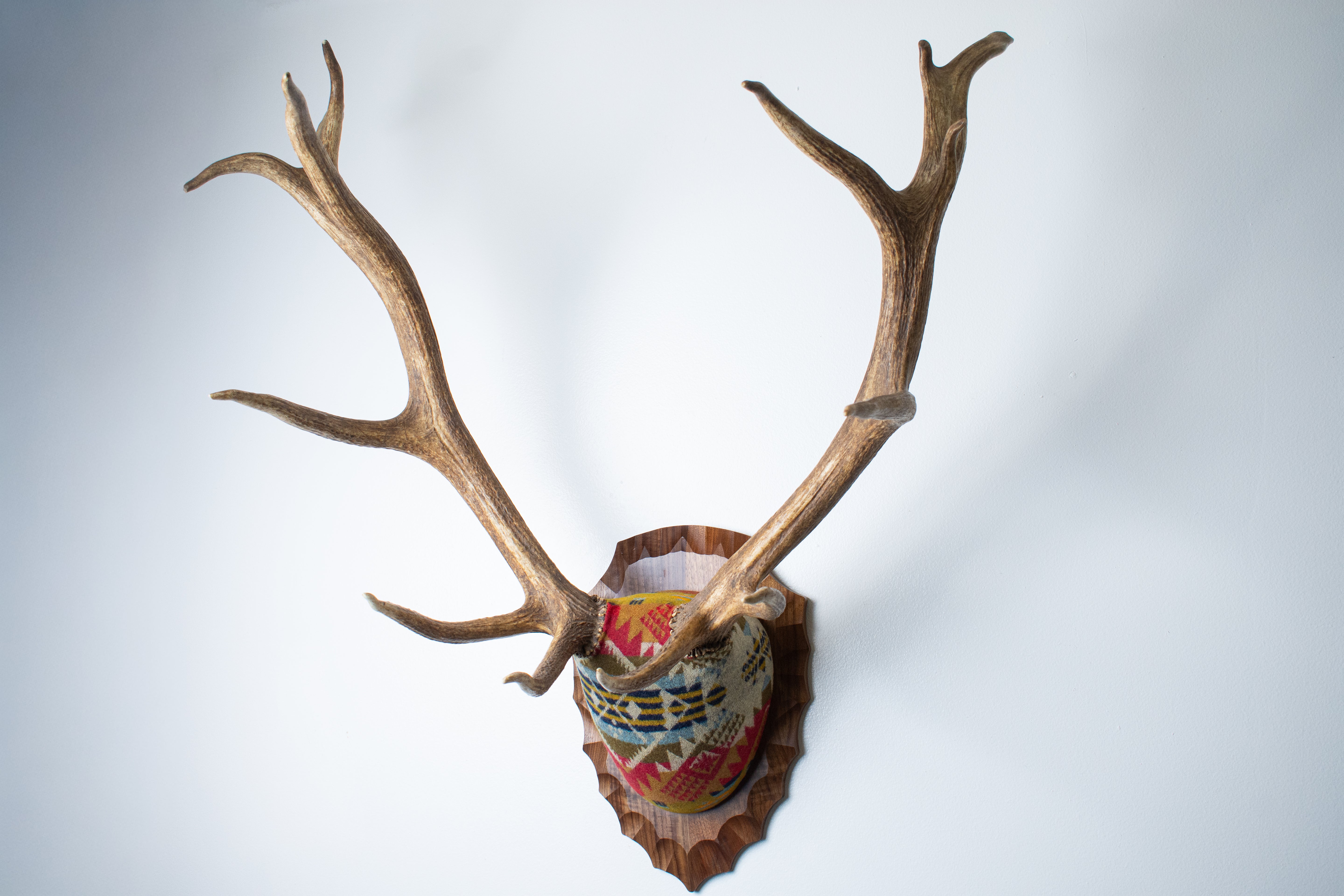 SOLD OUT | Elk Antler Mount | Canyon | 09