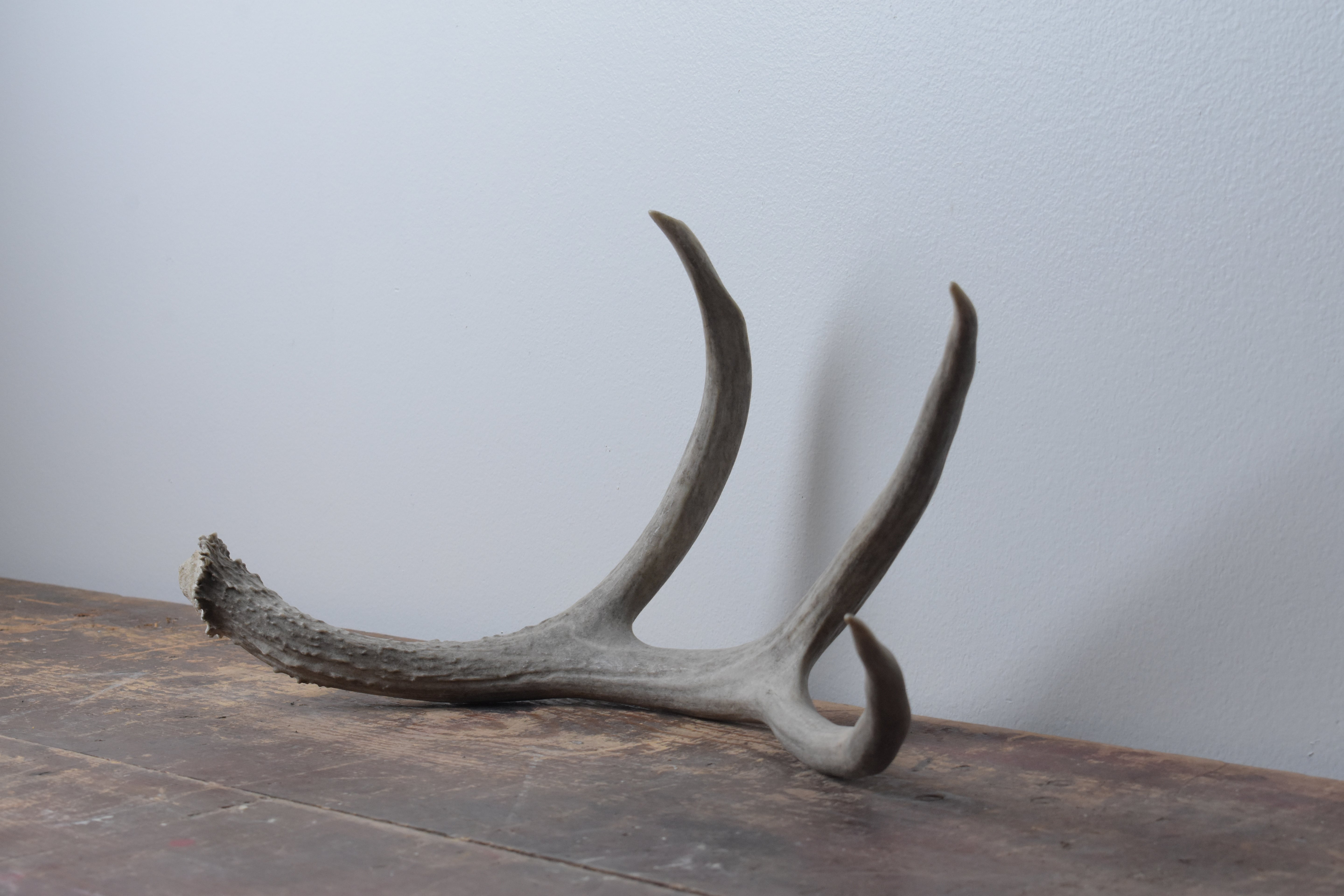 Mule Deer Antler | Large Size | 12