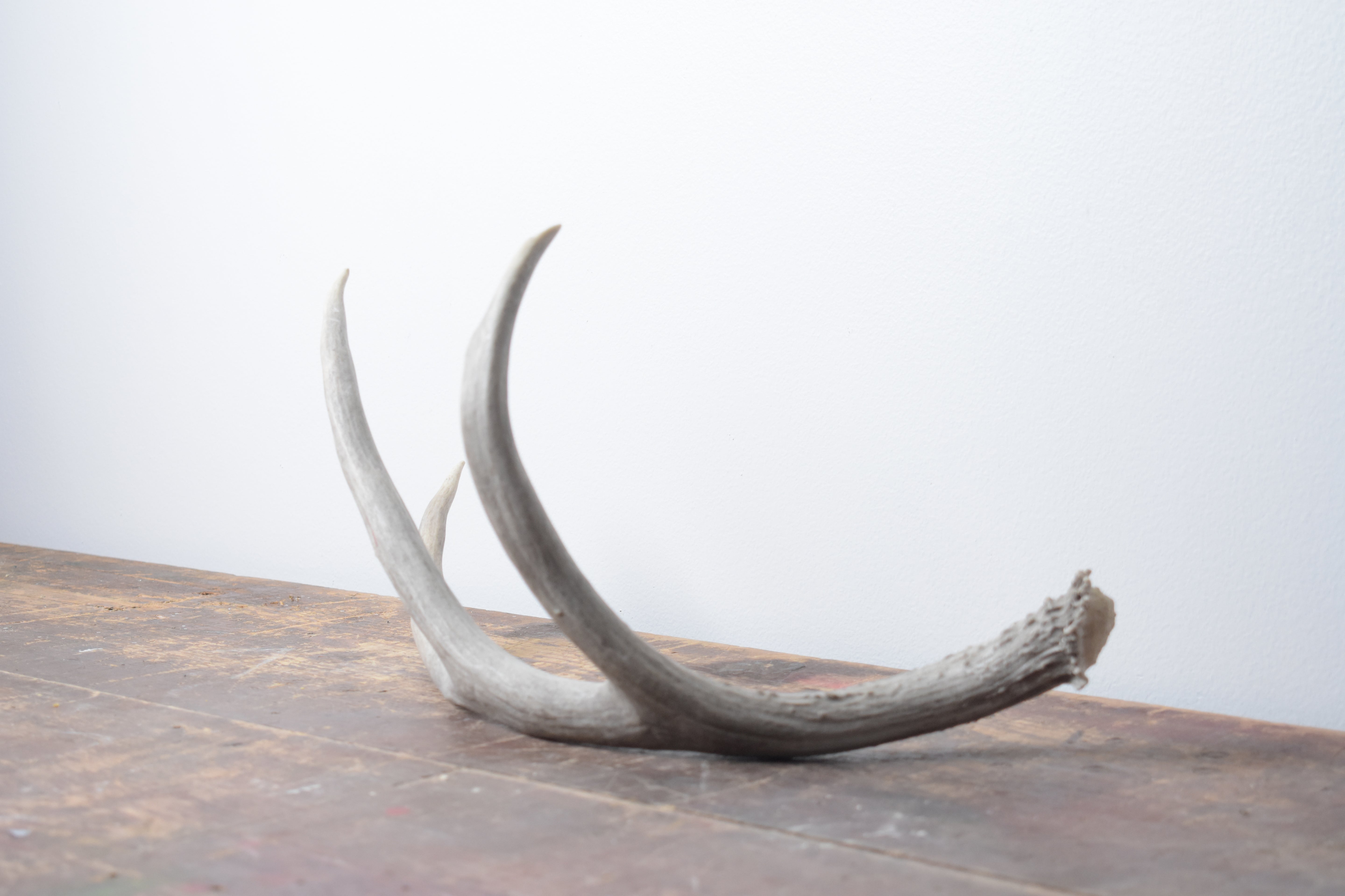 Mule Deer Antler | Large Size | 12