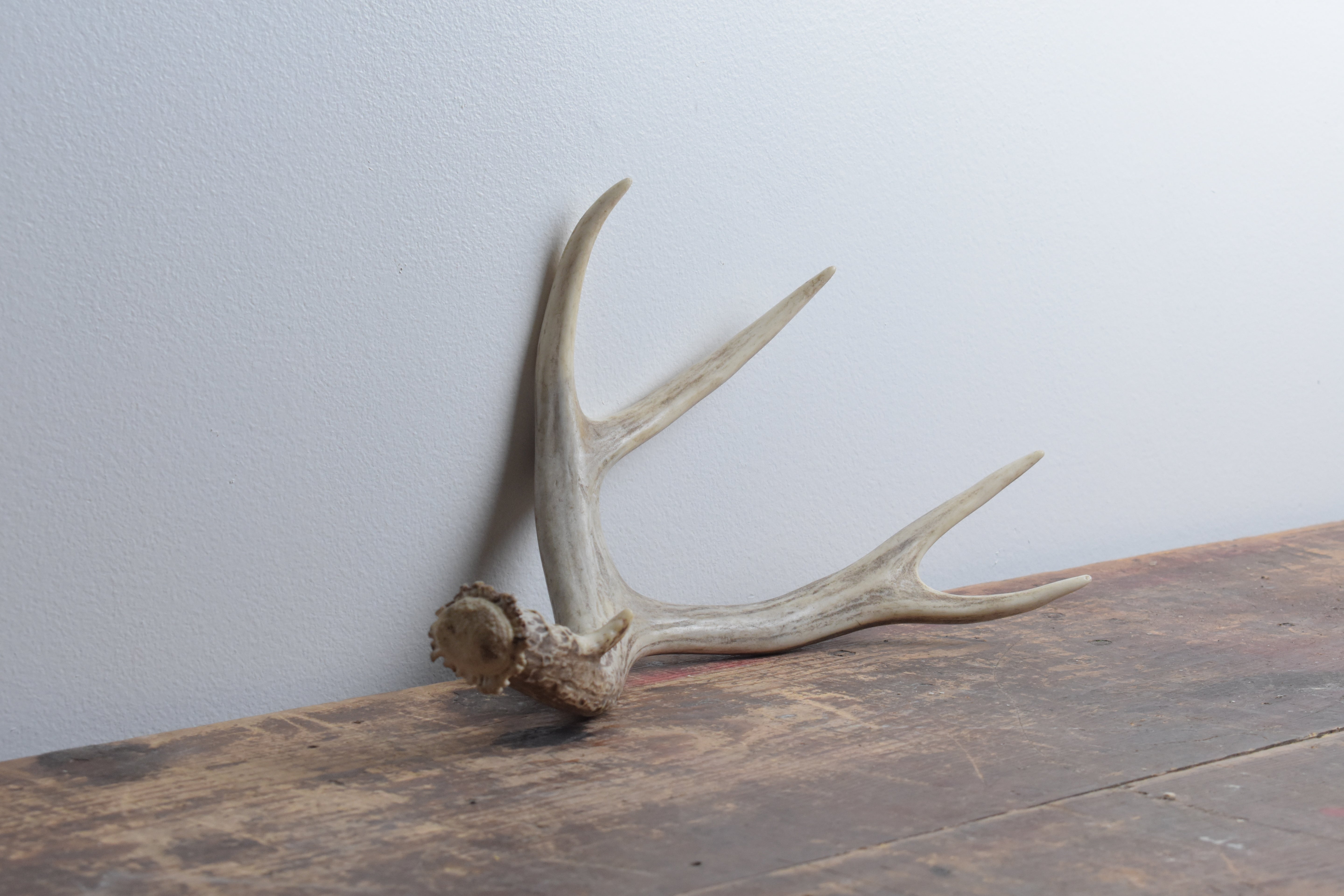 Mule Deer Antler | 13 | SOLD OUT