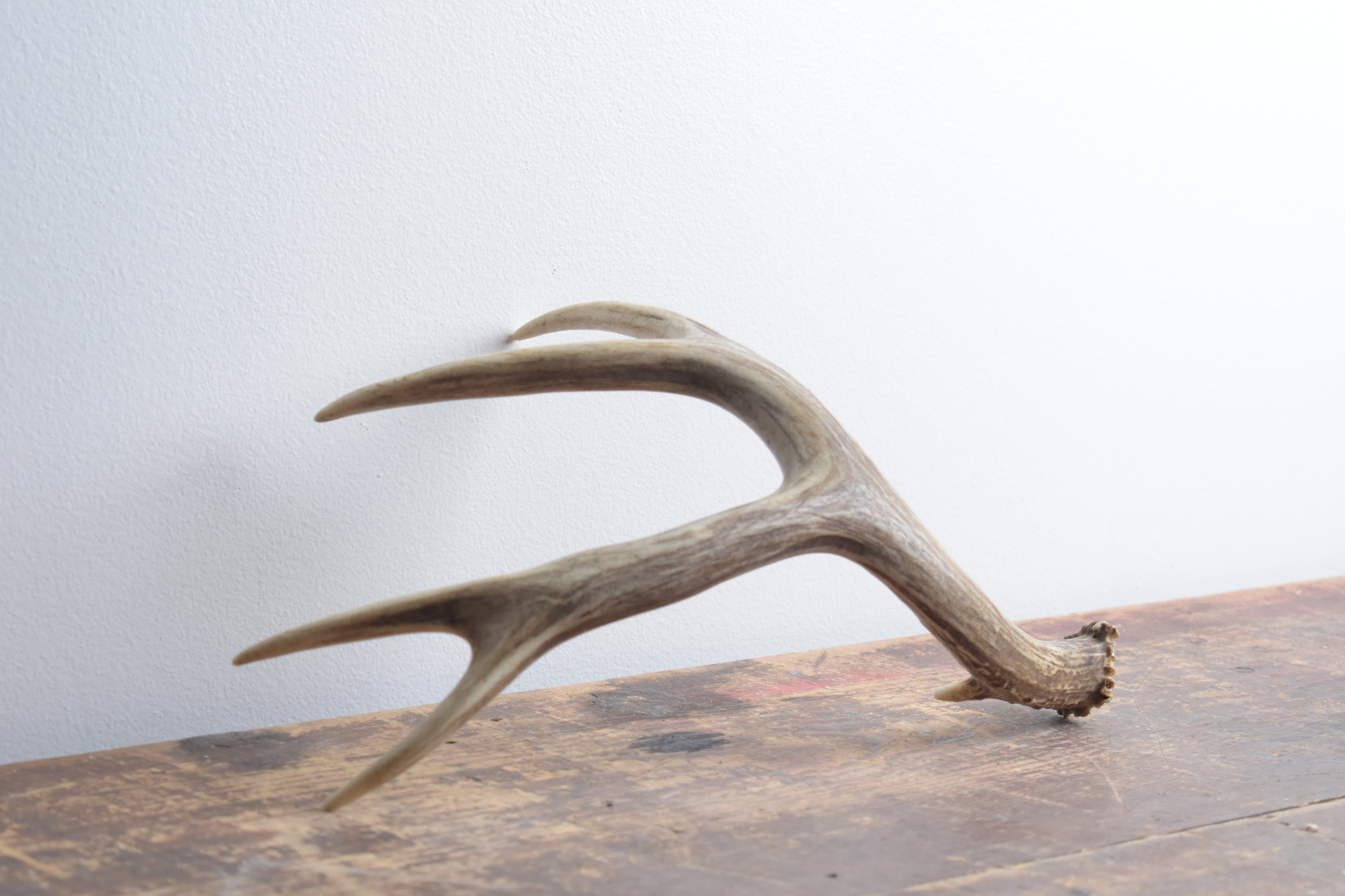 Mule Deer Antler | 13 | SOLD OUT