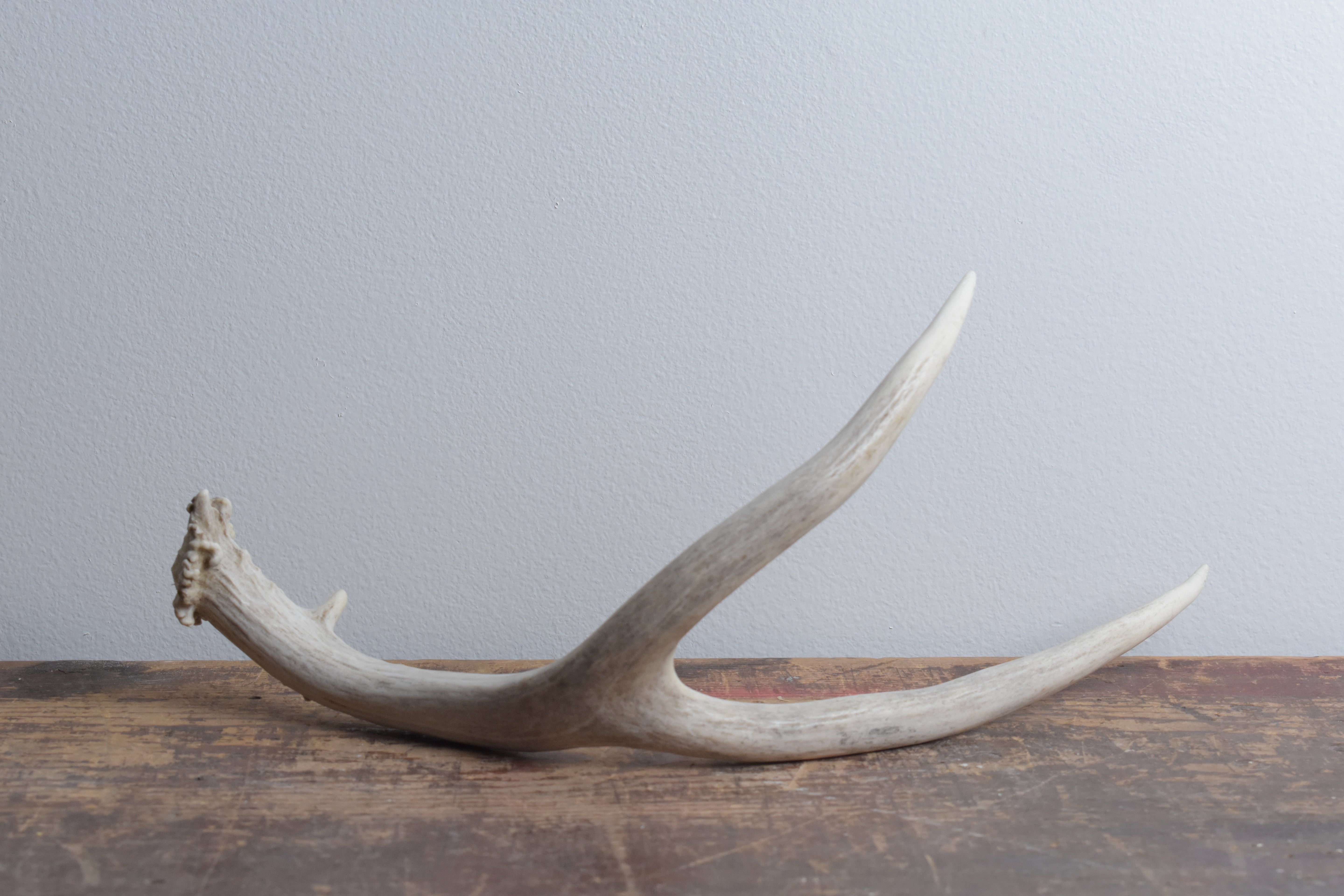 Mule Deer Antler | 14