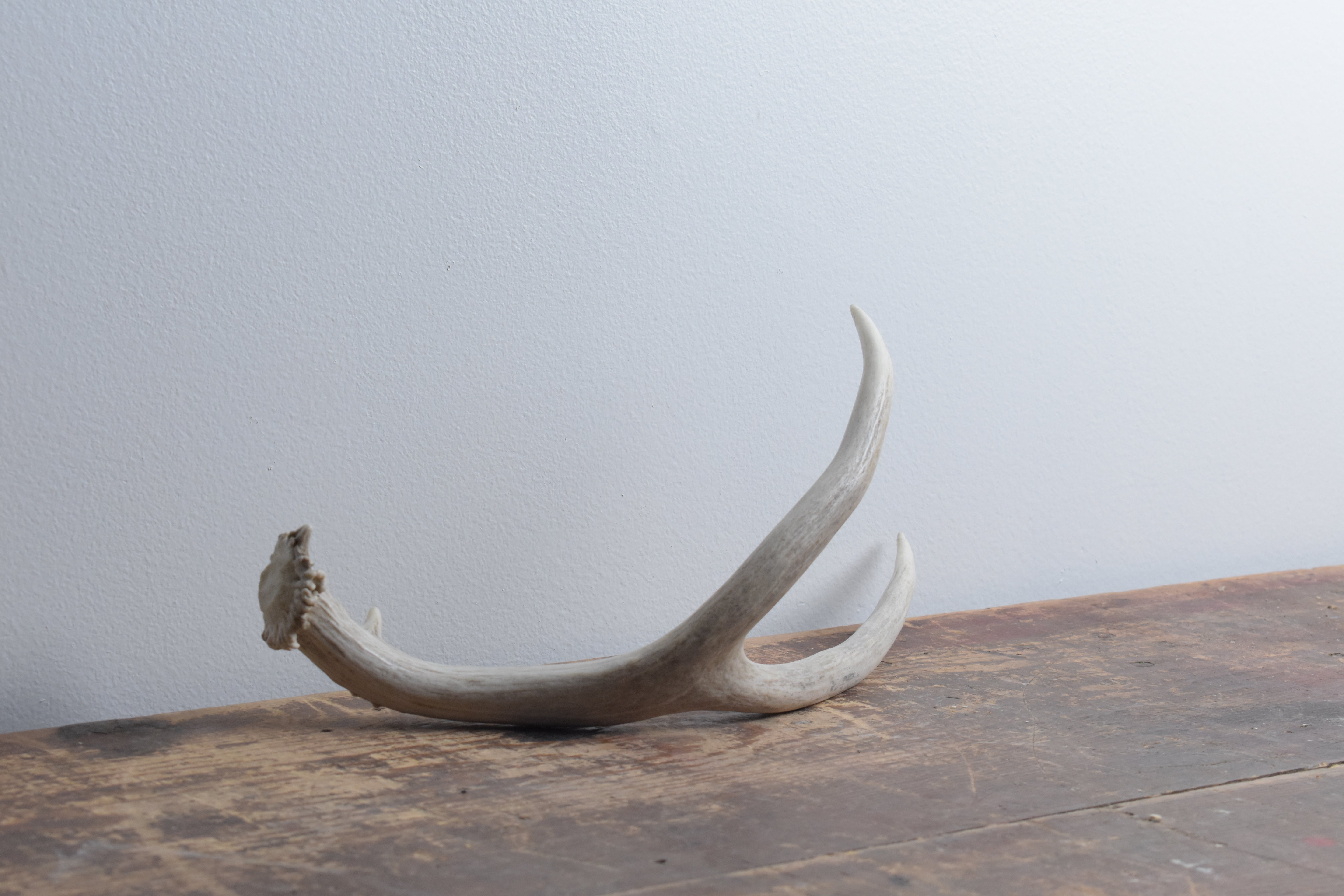 Mule Deer Antler | 14