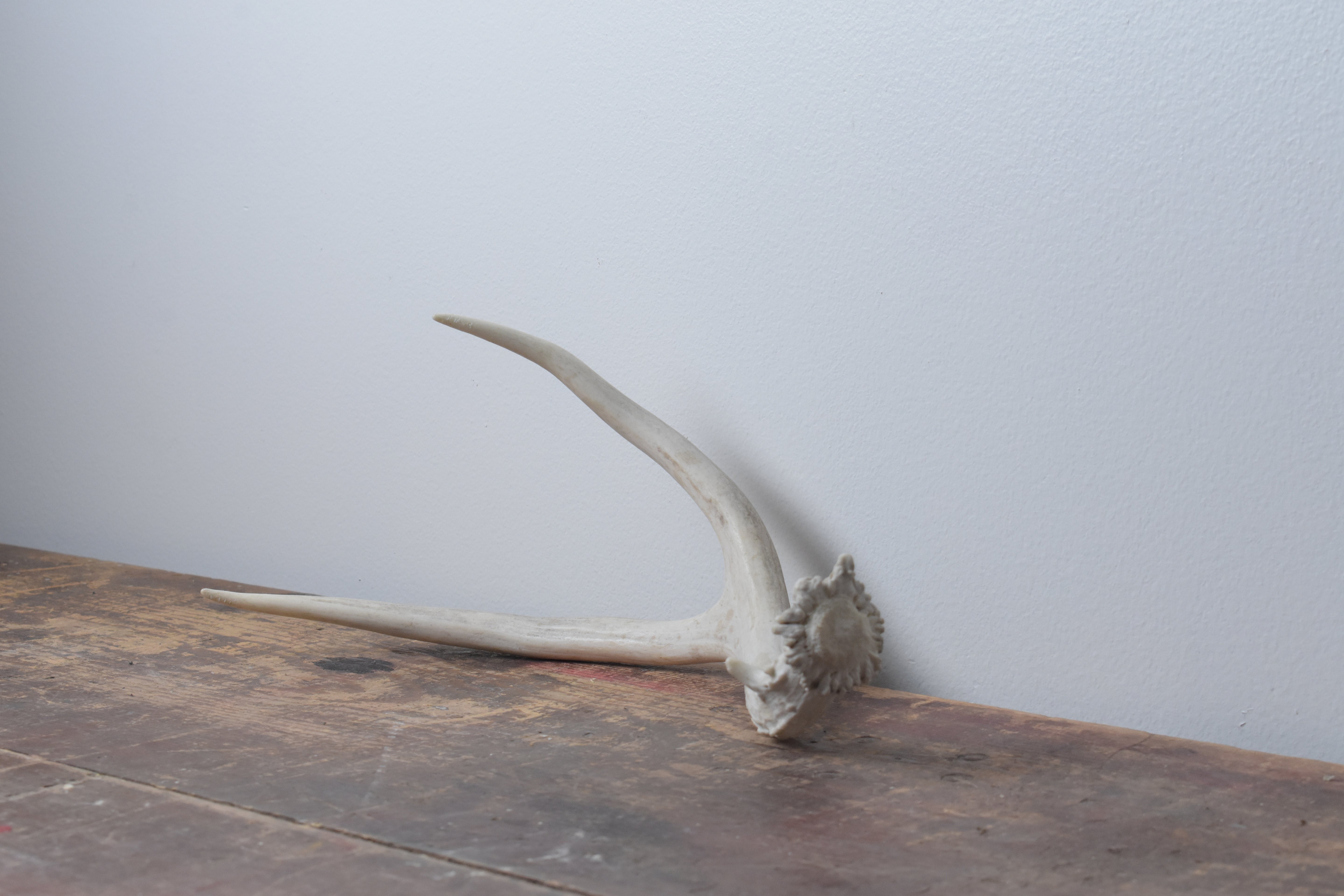 Mule Deer Antler | 14