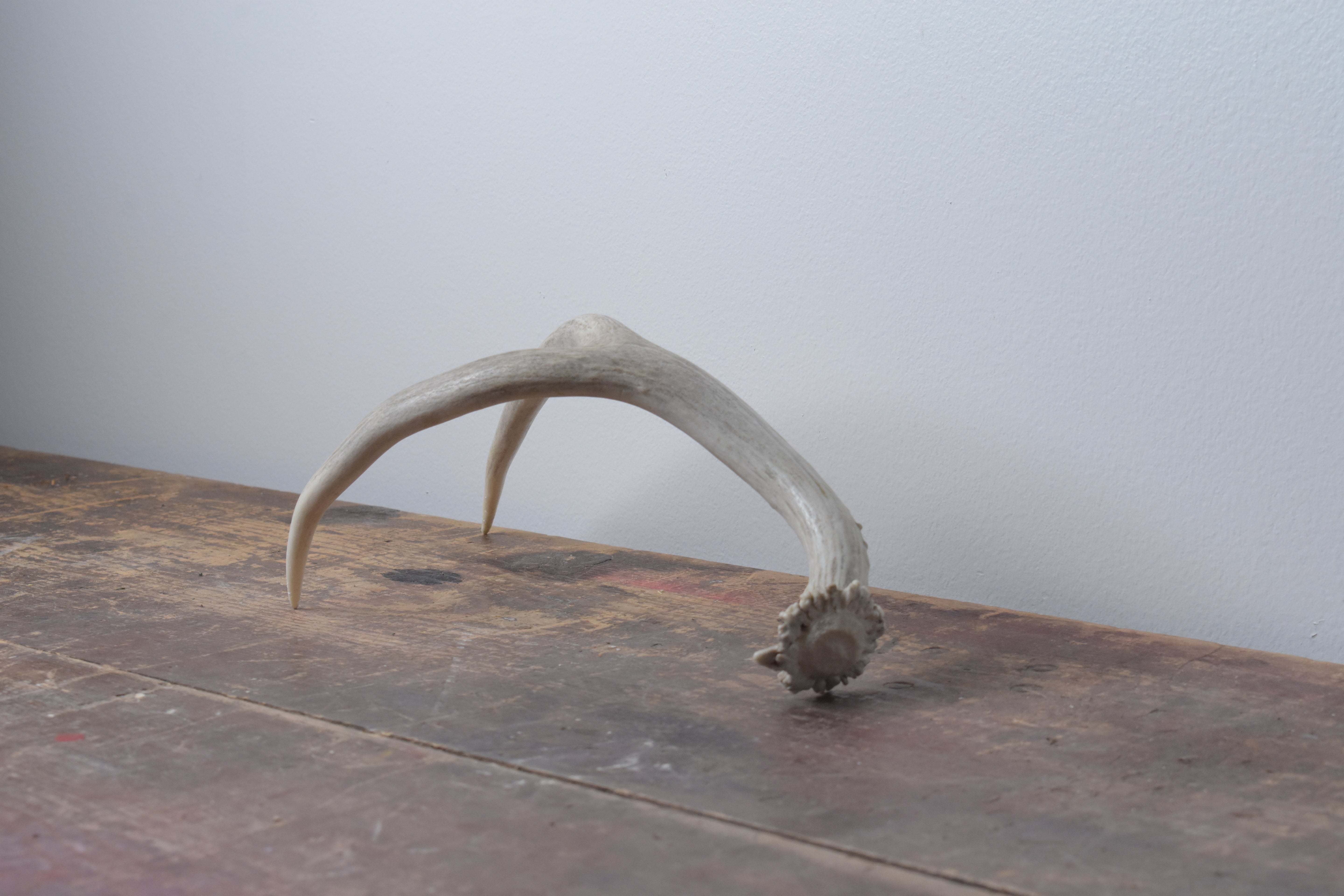 Mule Deer Antler | 14