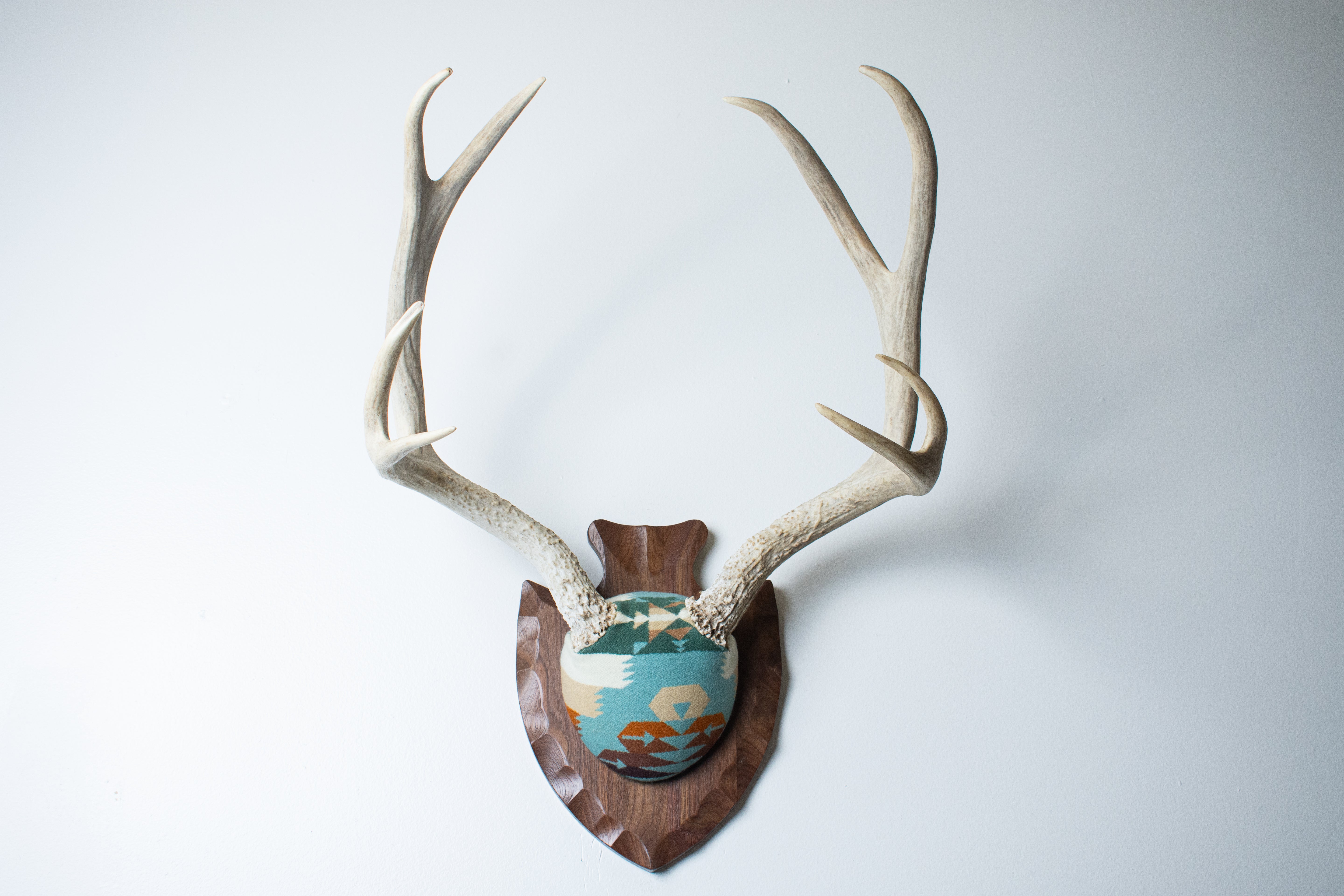 Mule Deer Antler Mount | Juniper | 12