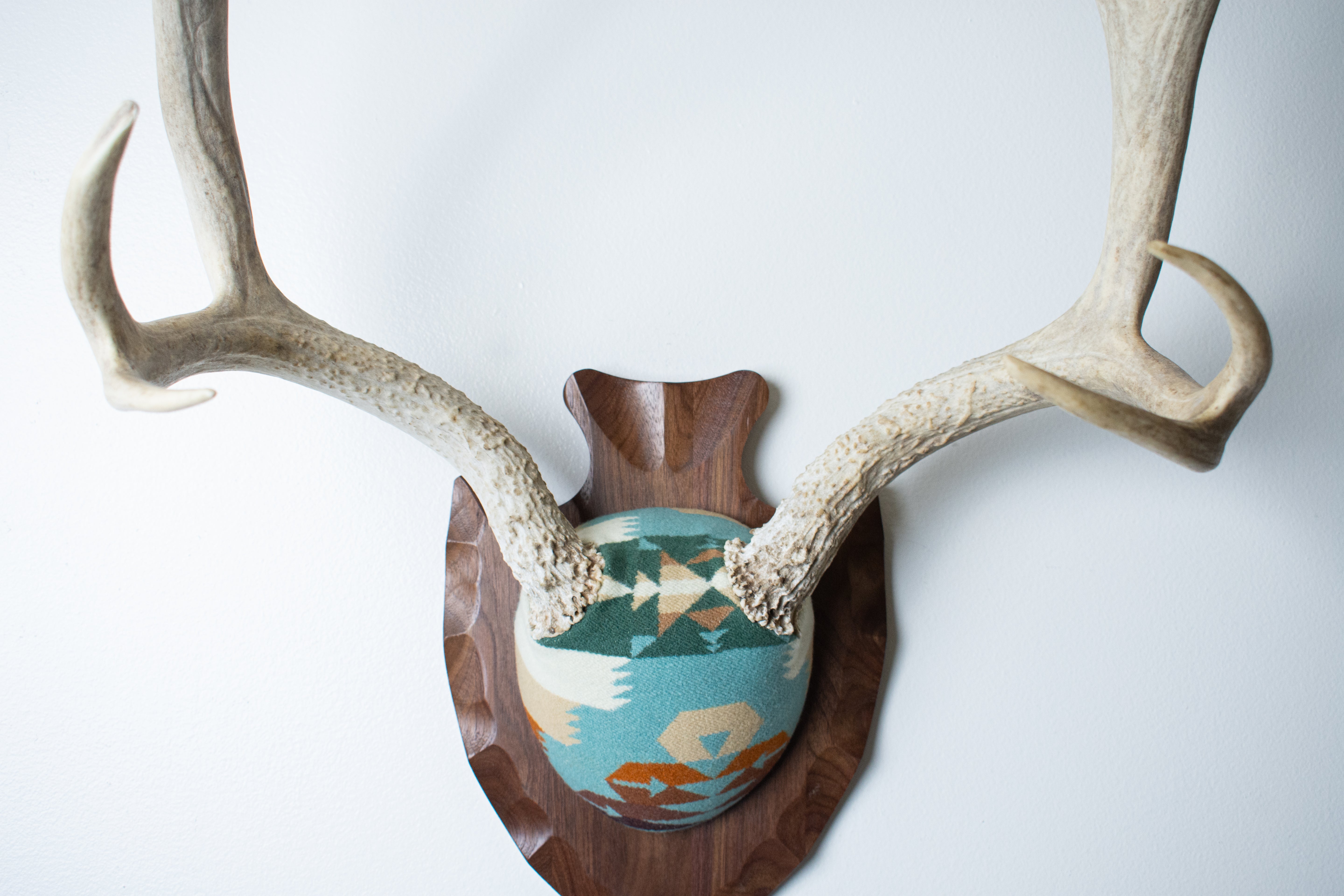 Mule Deer Antler Mount | Juniper | 12