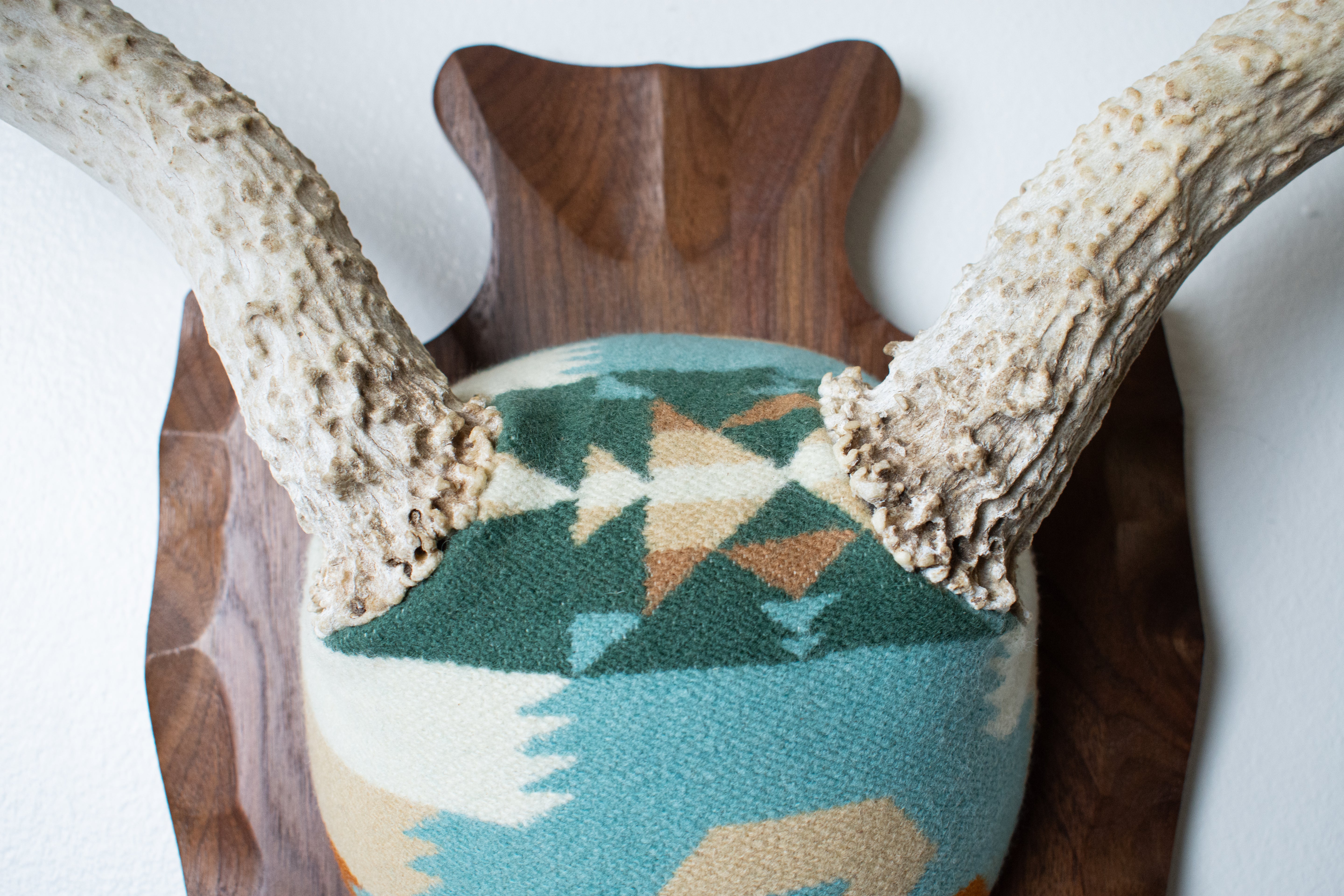 Mule Deer Antler Mount | Juniper | 12