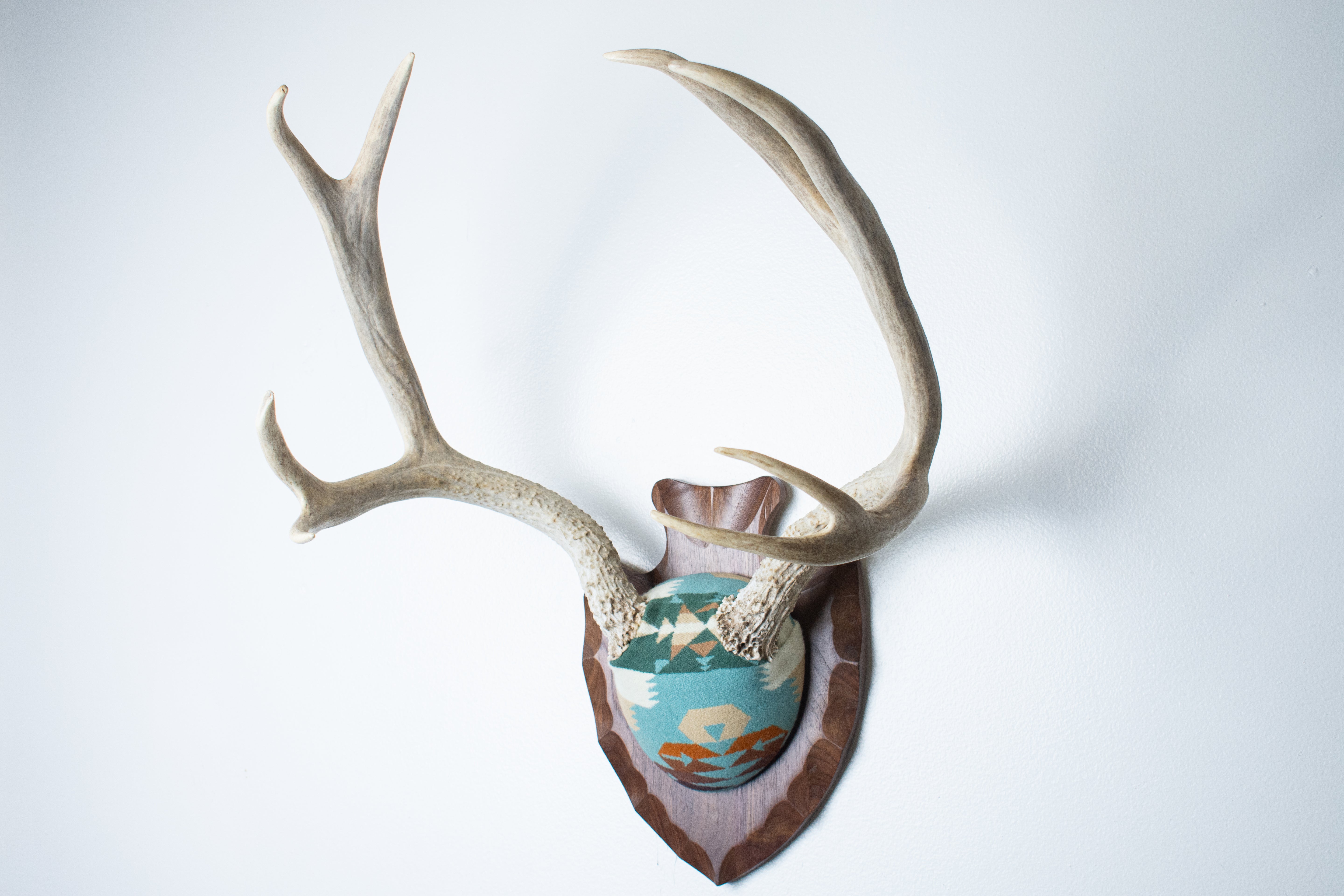 Mule Deer Antler Mount | Juniper | 12