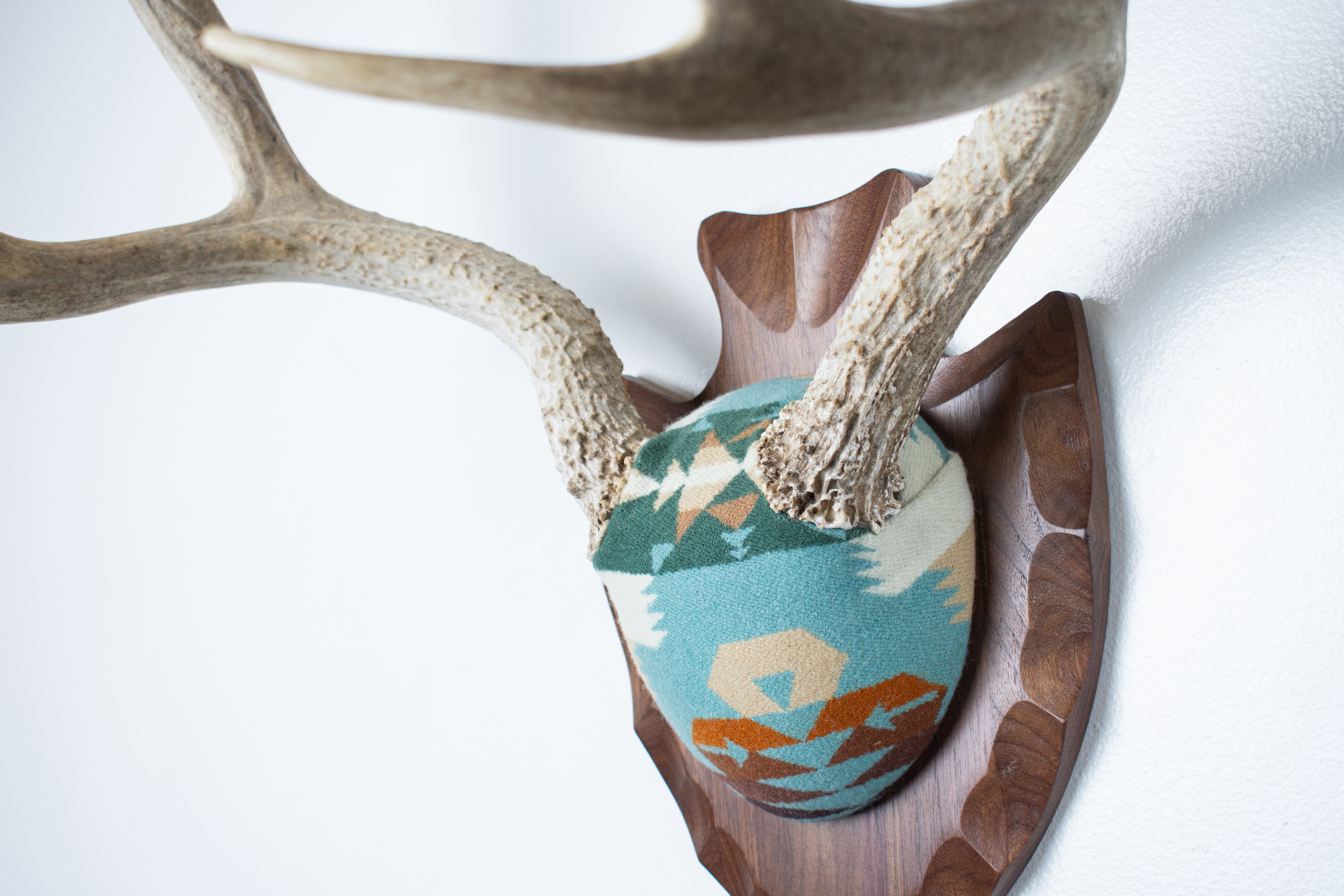 Mule Deer Antler Mount | Juniper | 12