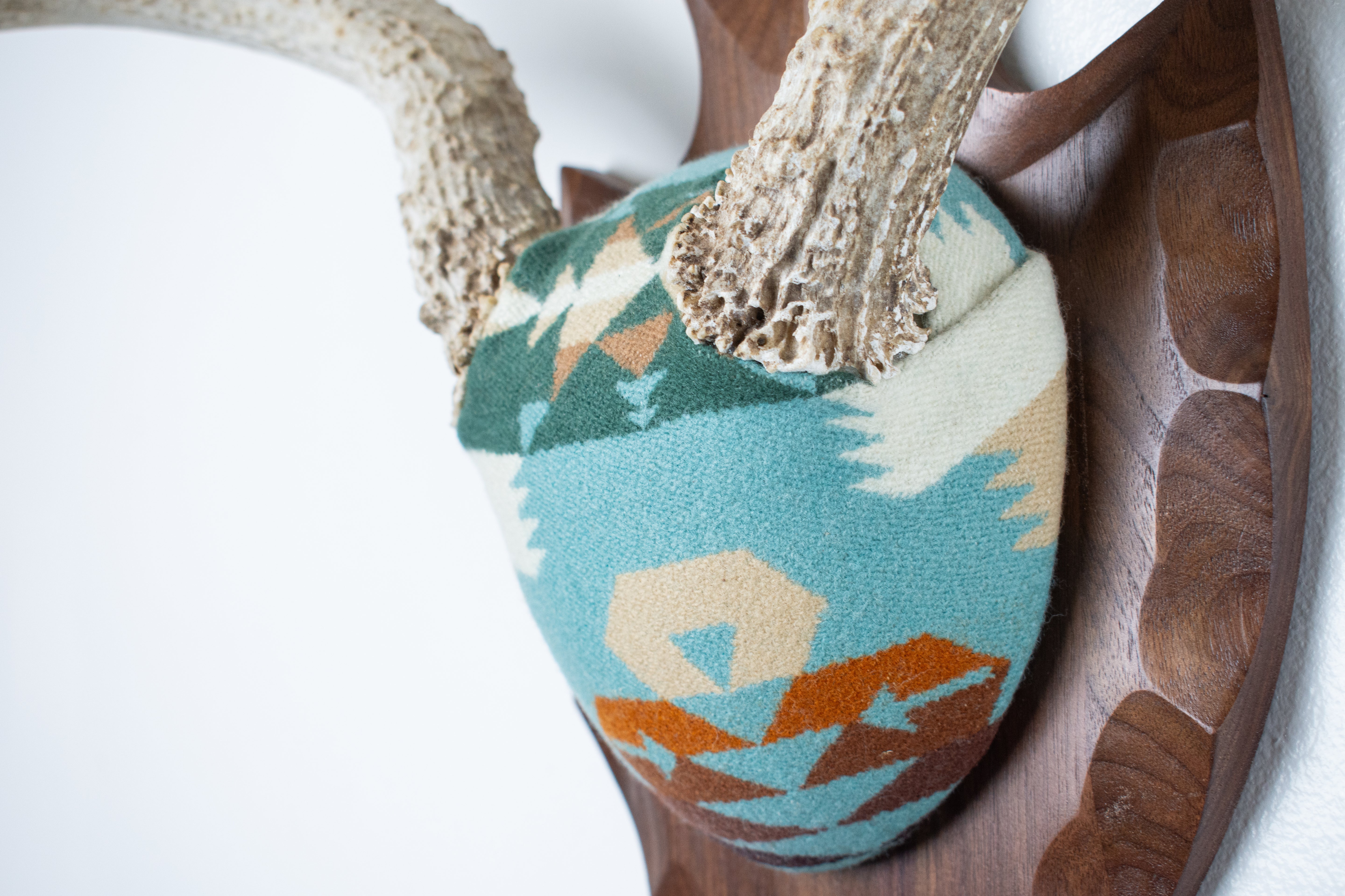 Mule Deer Antler Mount | Juniper | 12