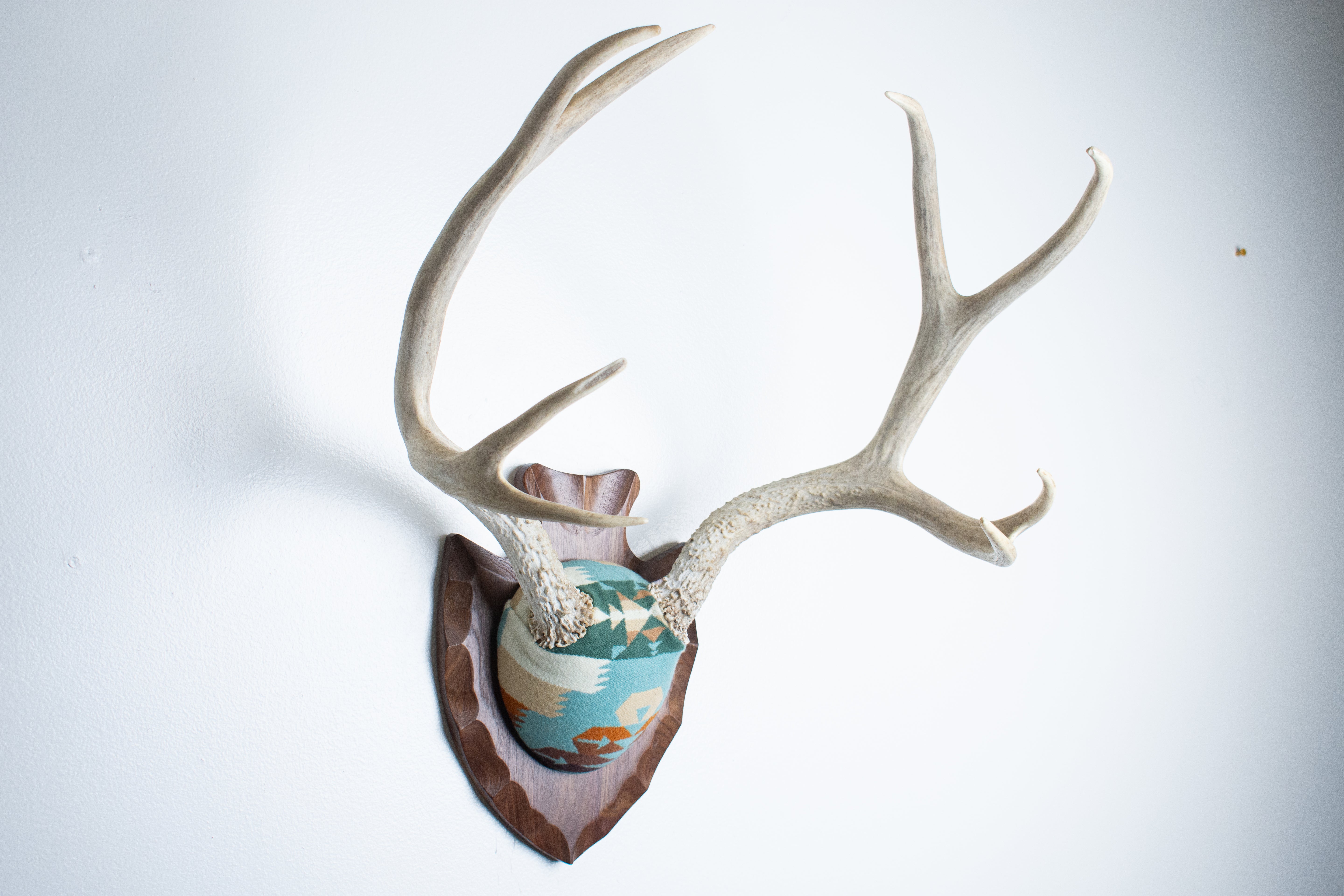 Mule Deer Antler Mount | Juniper | 12