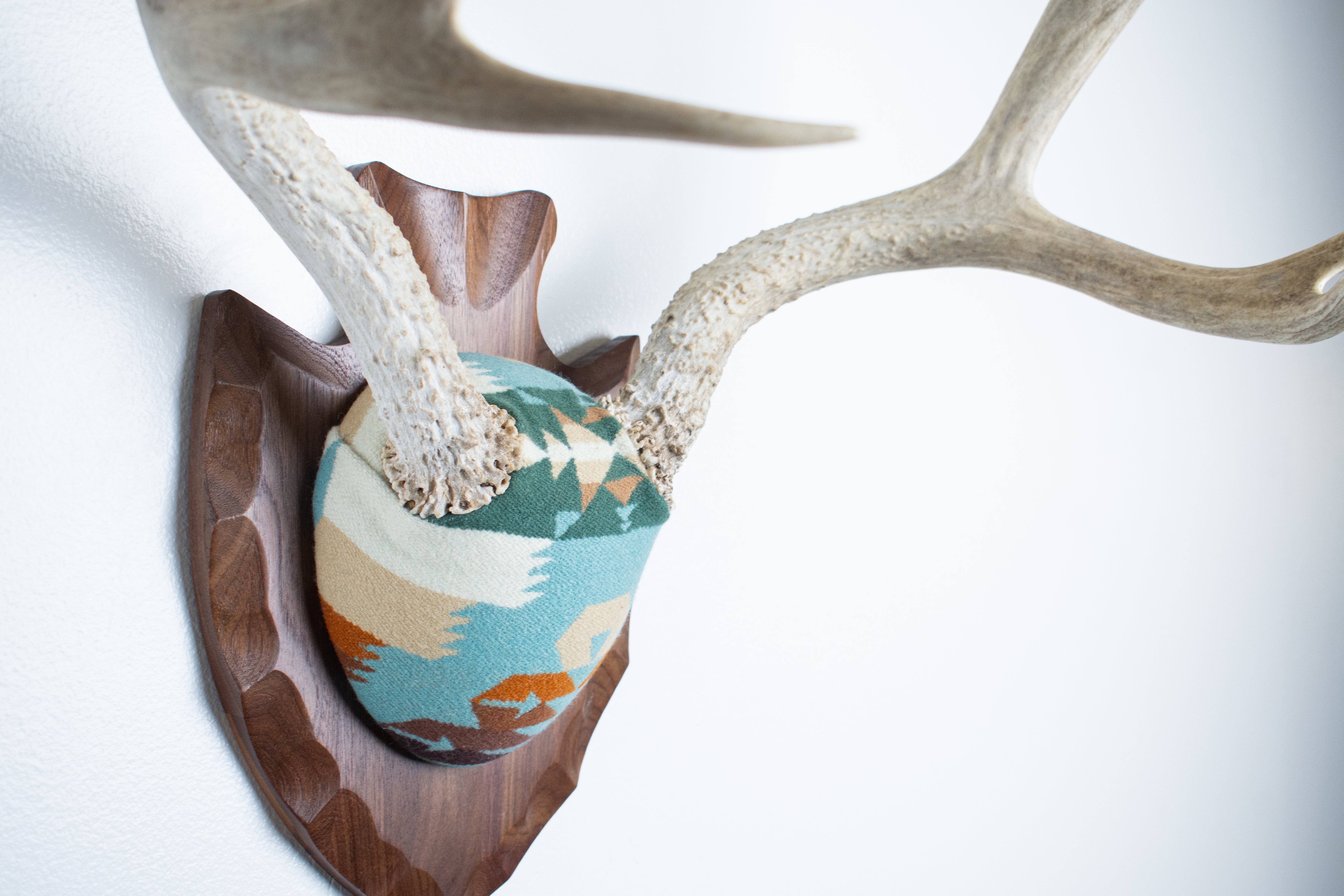 Mule Deer Antler Mount | Juniper | 12