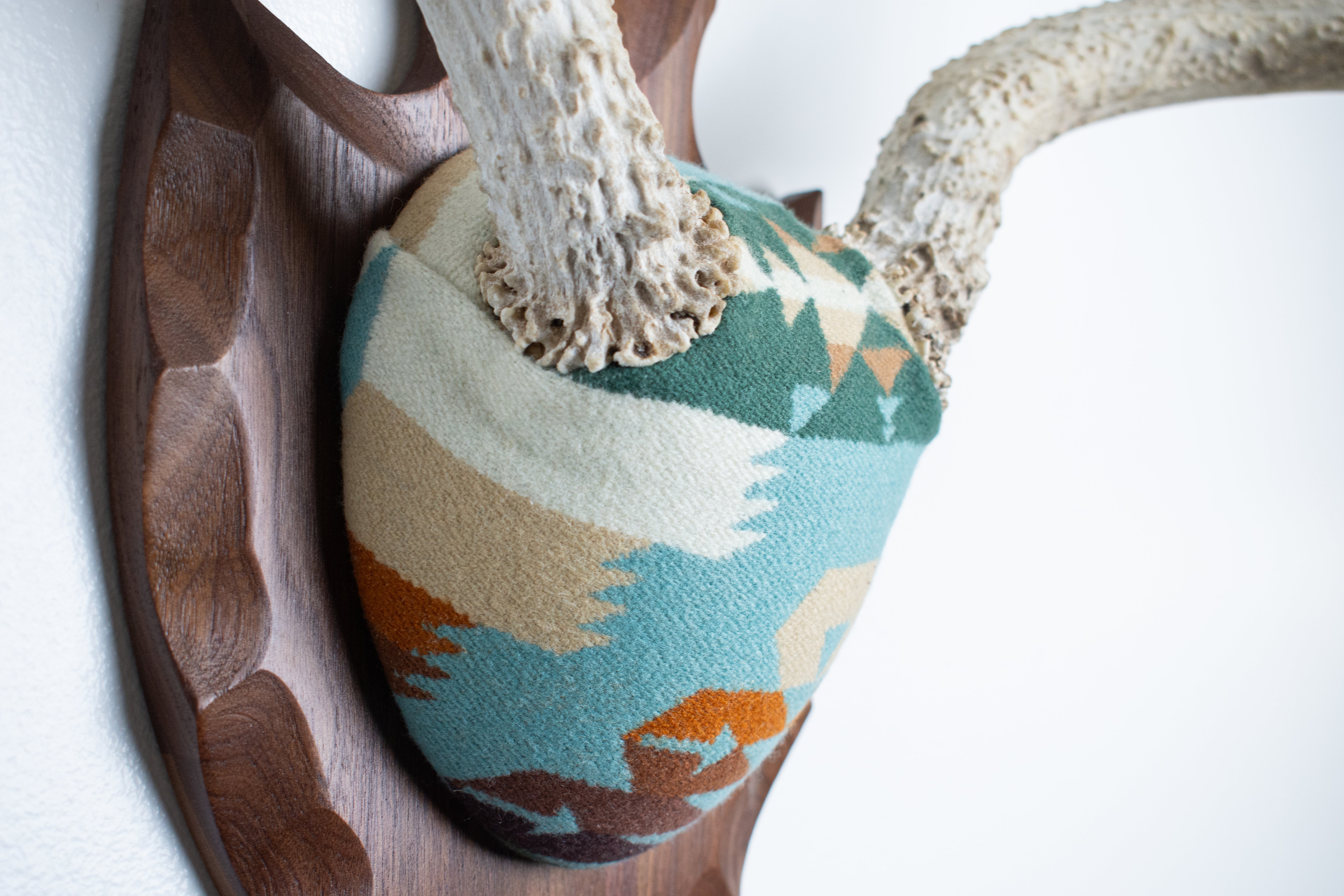 Mule Deer Antler Mount | Juniper | 12