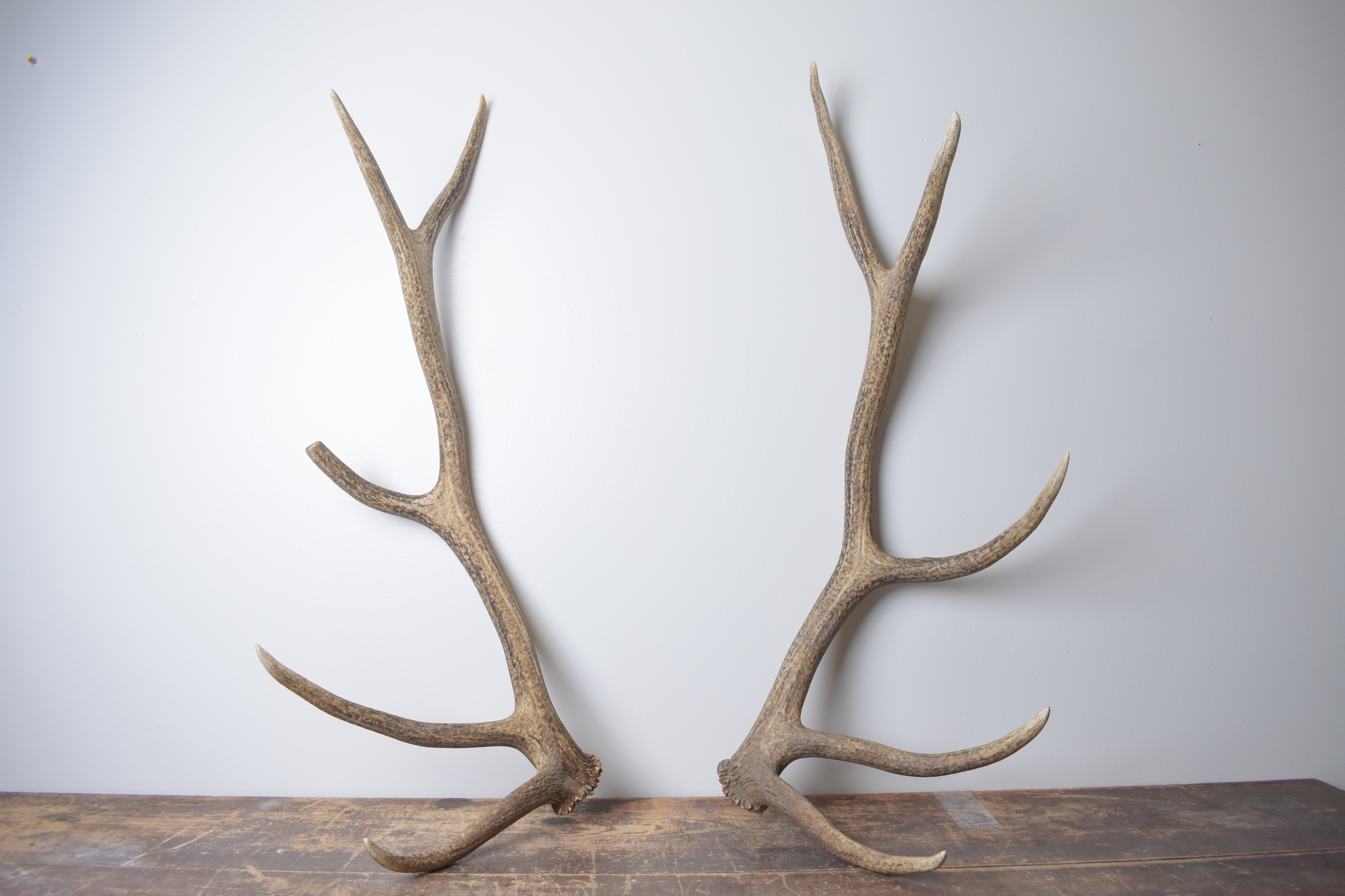 Elk Antler Set | Large | 145