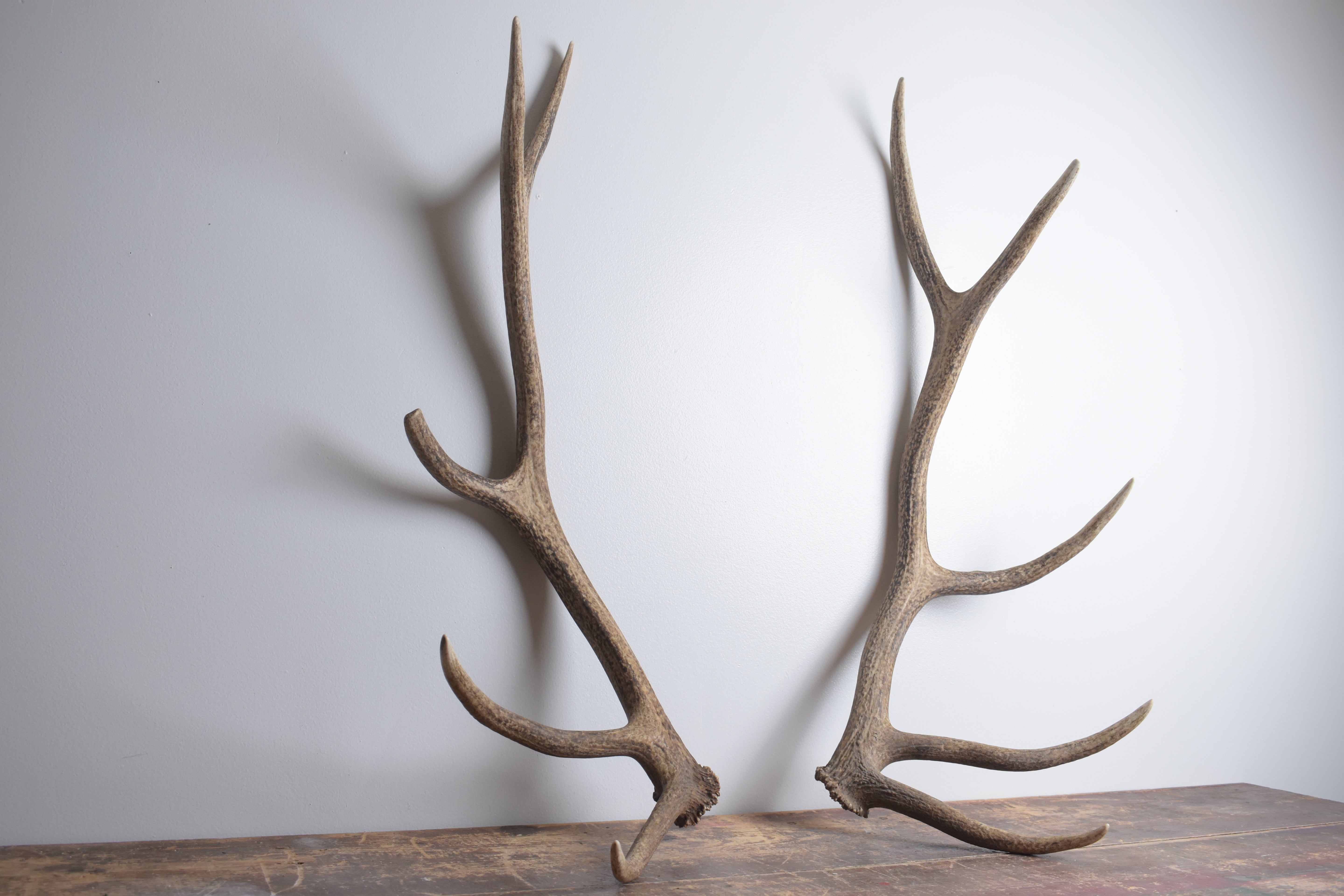 Elk Antler Set | Large | 145
