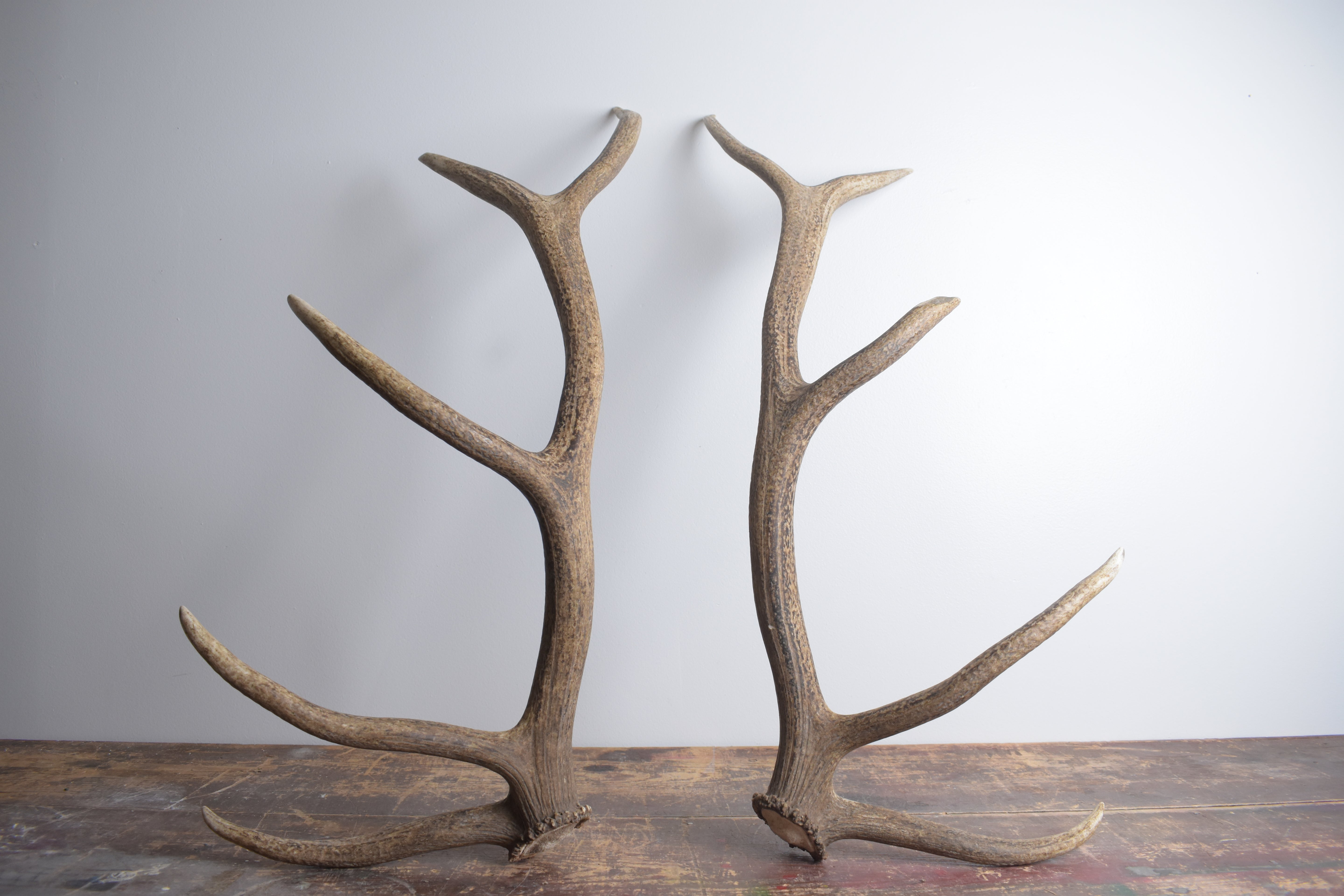 Elk Antler Set | Large | 145