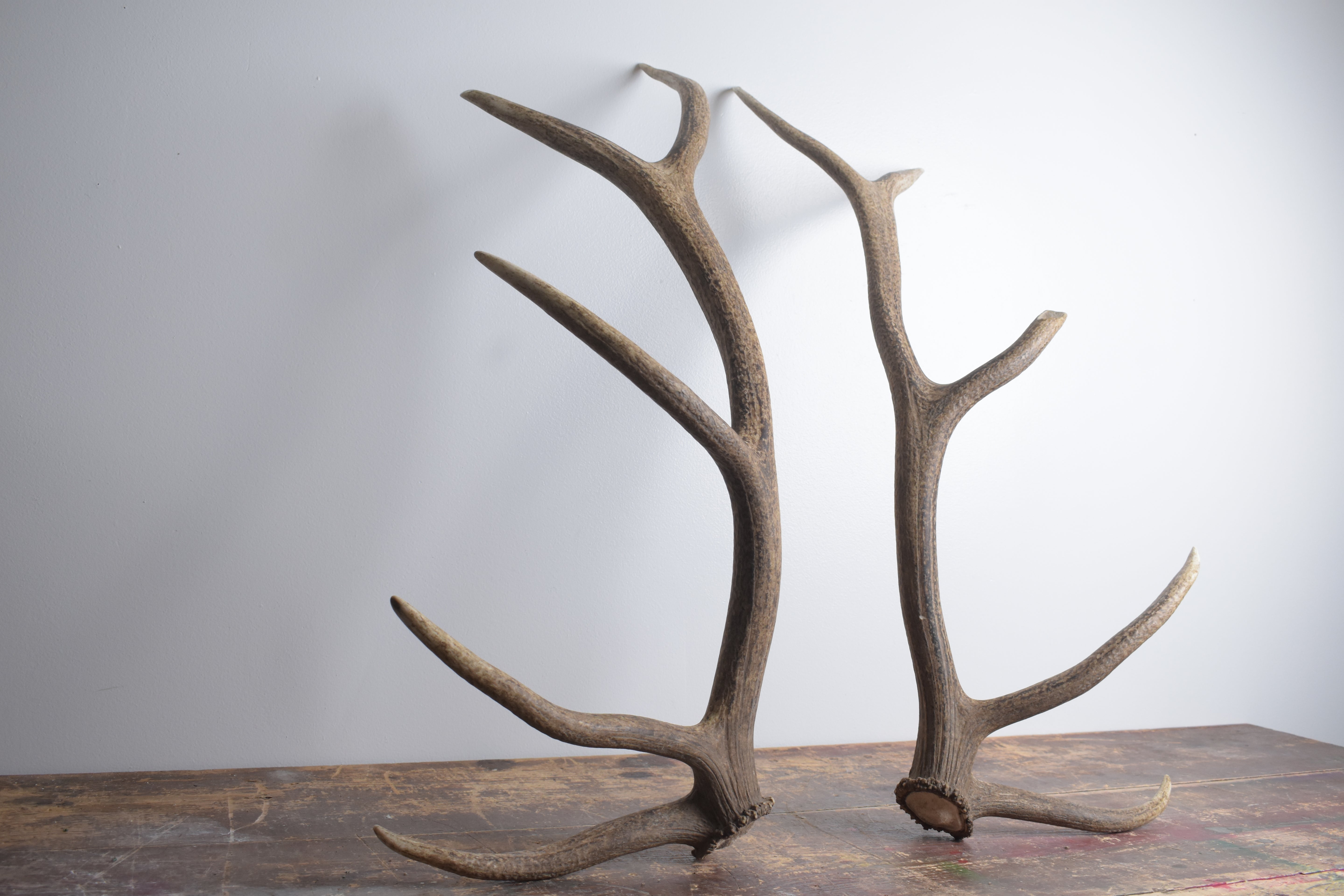 Elk Antler Set | Large | 145