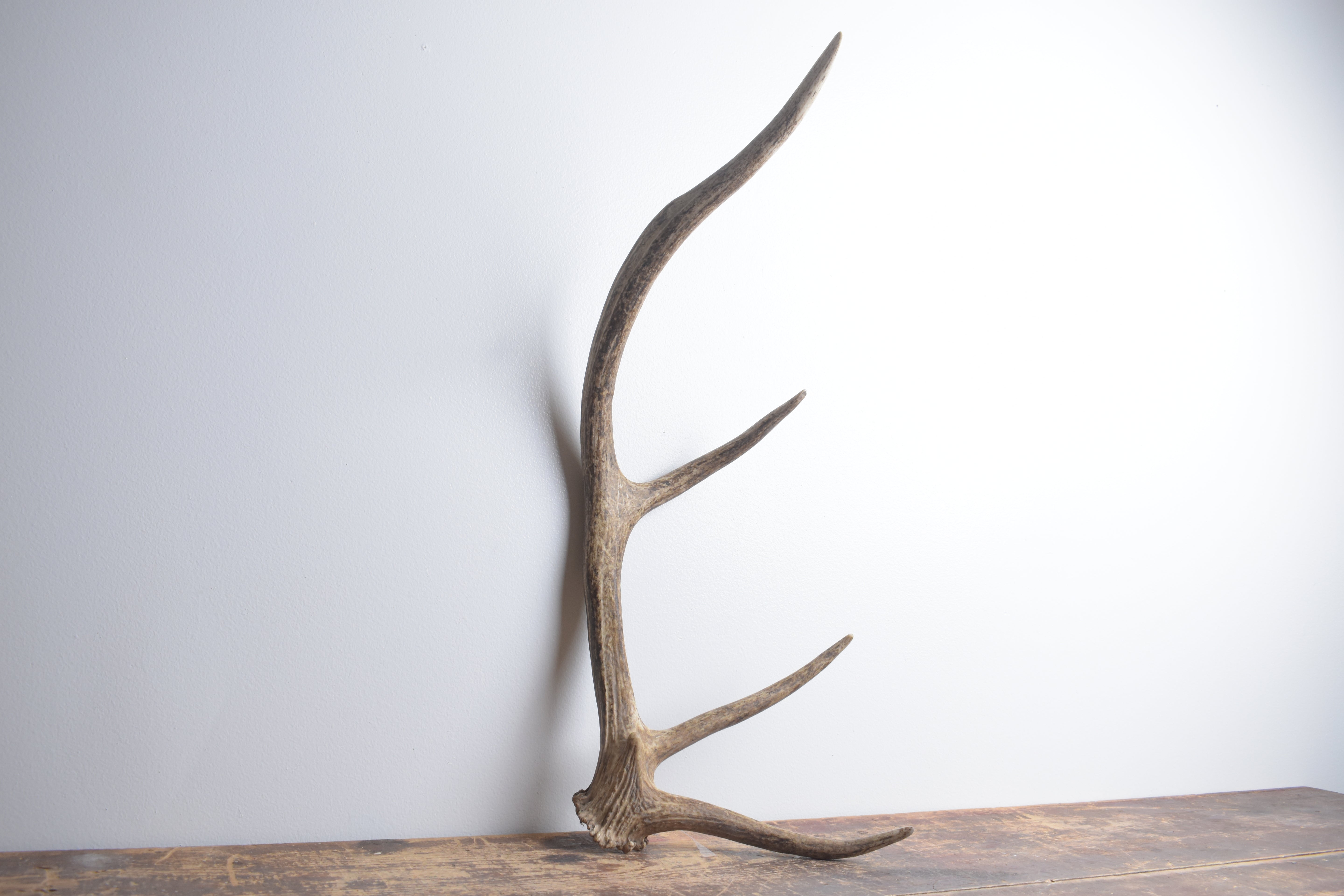 Elk Antler | Small Size | 141