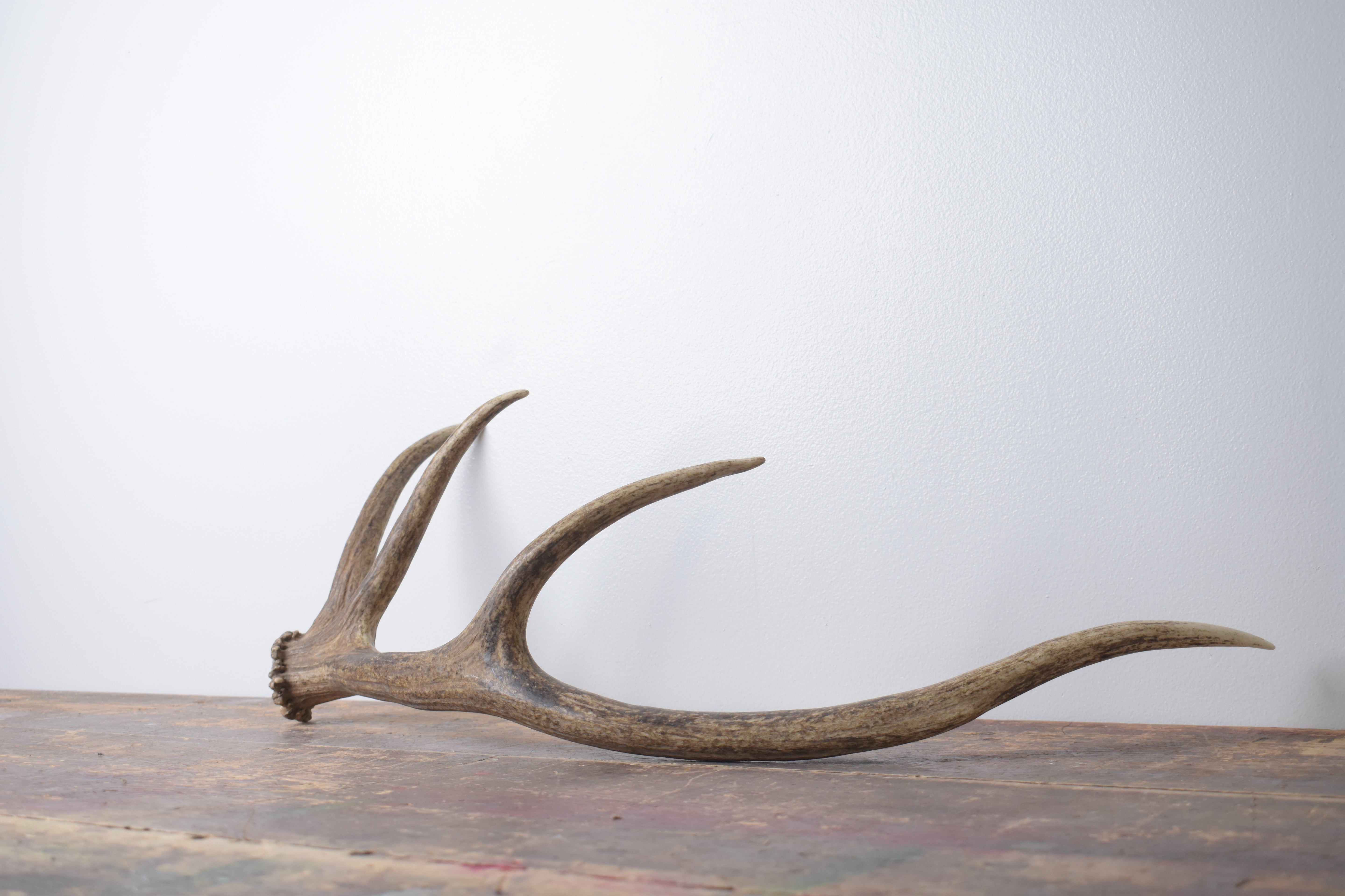Elk Antler | Small Size | 141