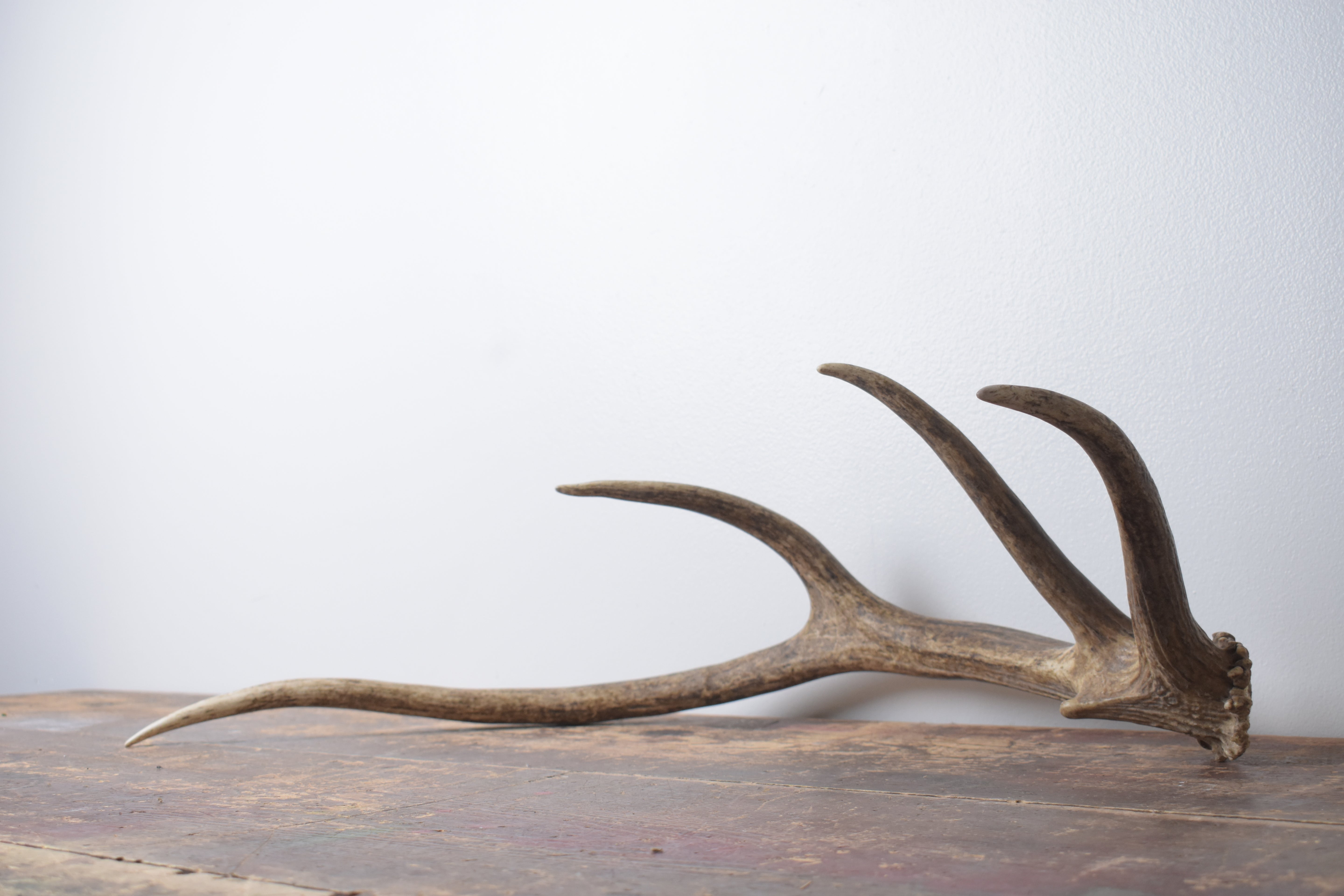 Elk Antler | Small Size | 141