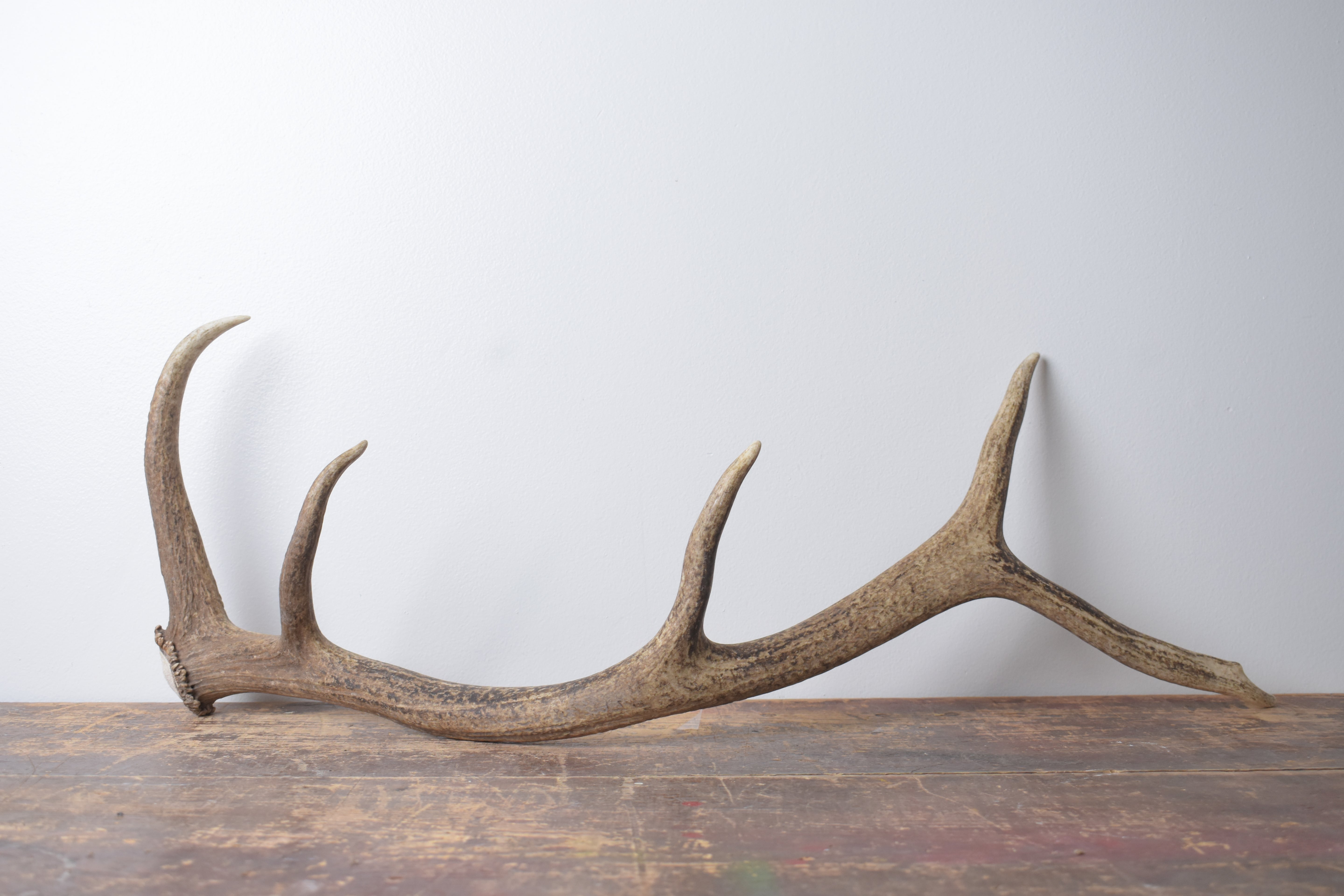 Elk Antler | Medium Size | 142