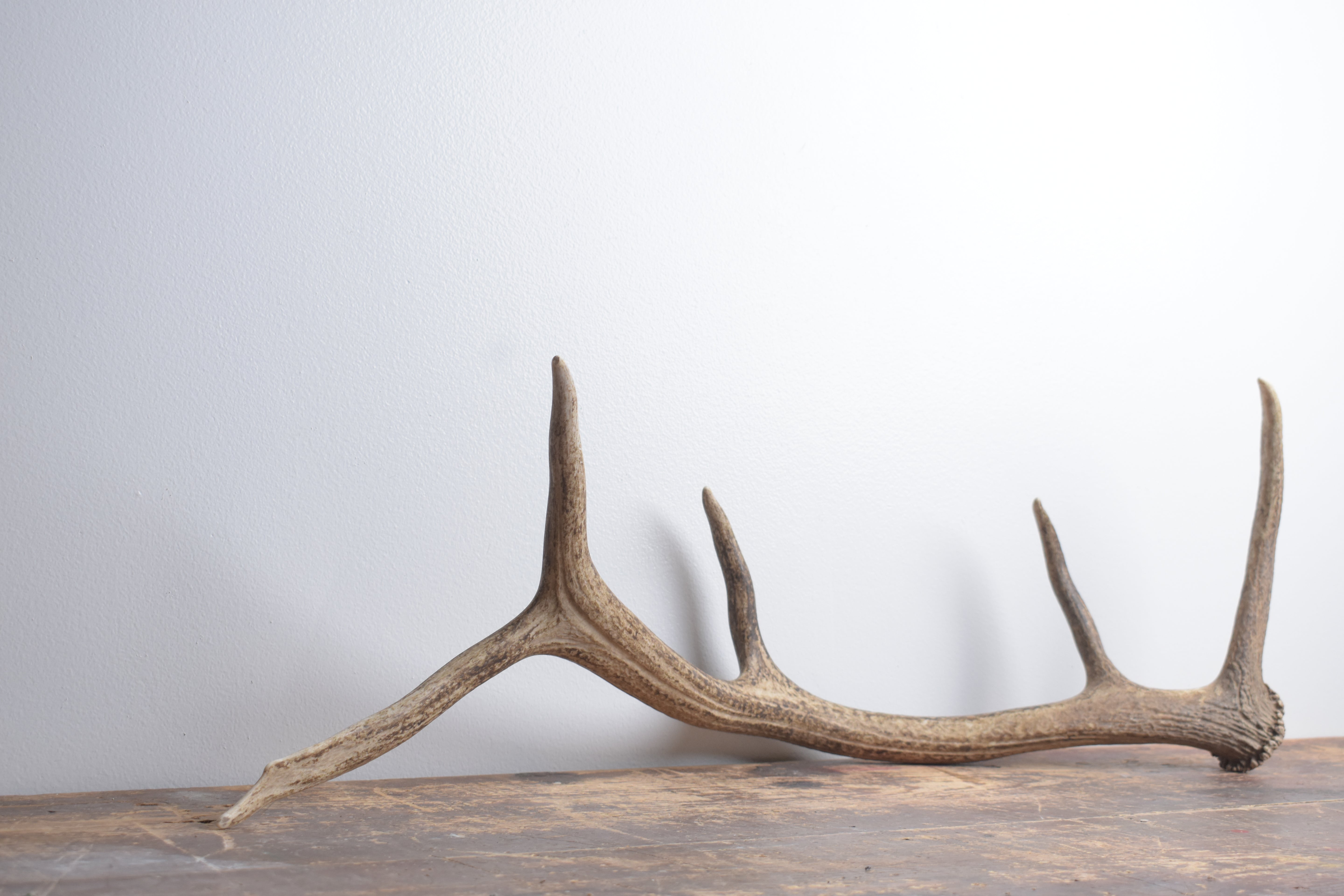 Elk Antler | Medium Size | 142