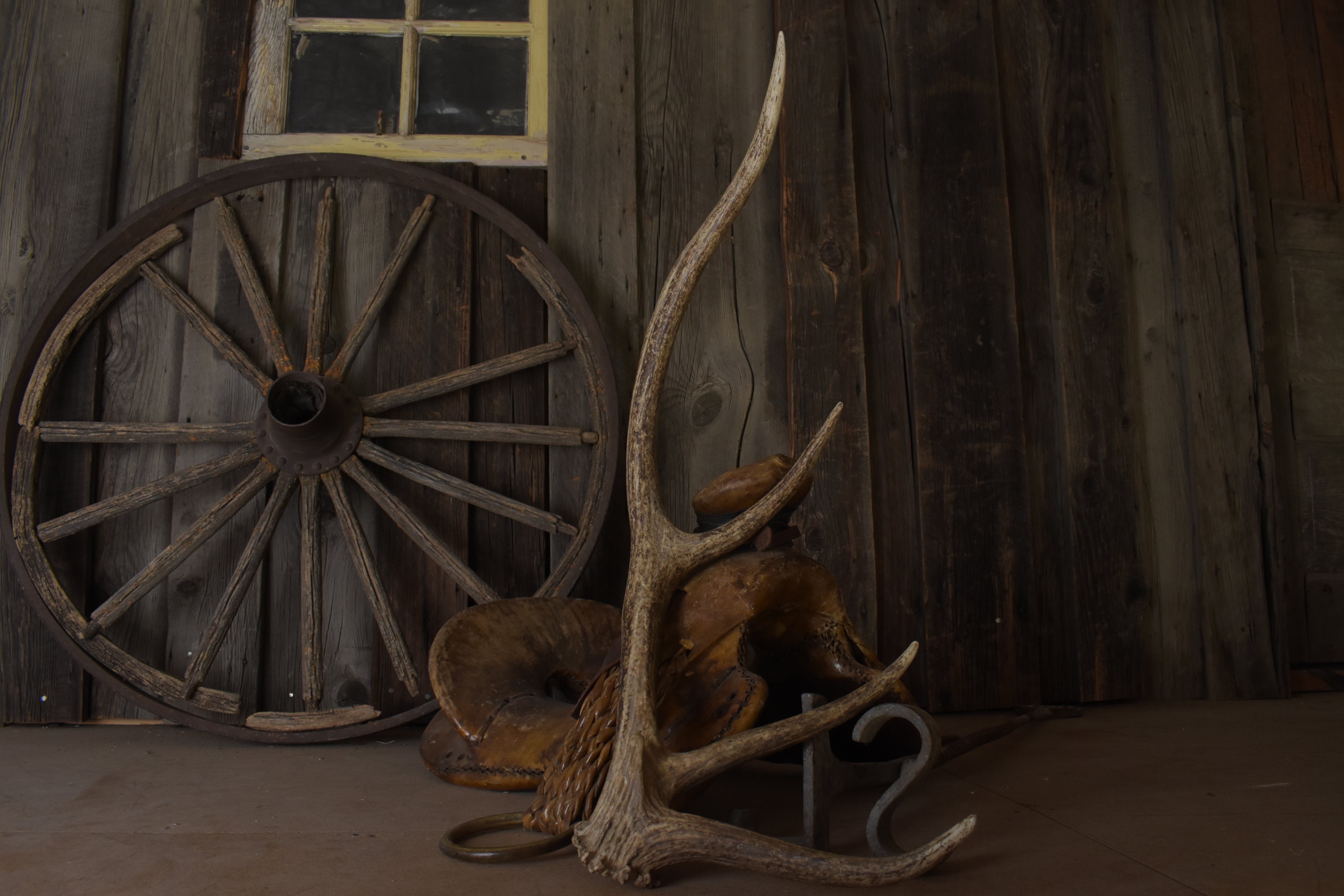 Elk Antler | Small Size | 141